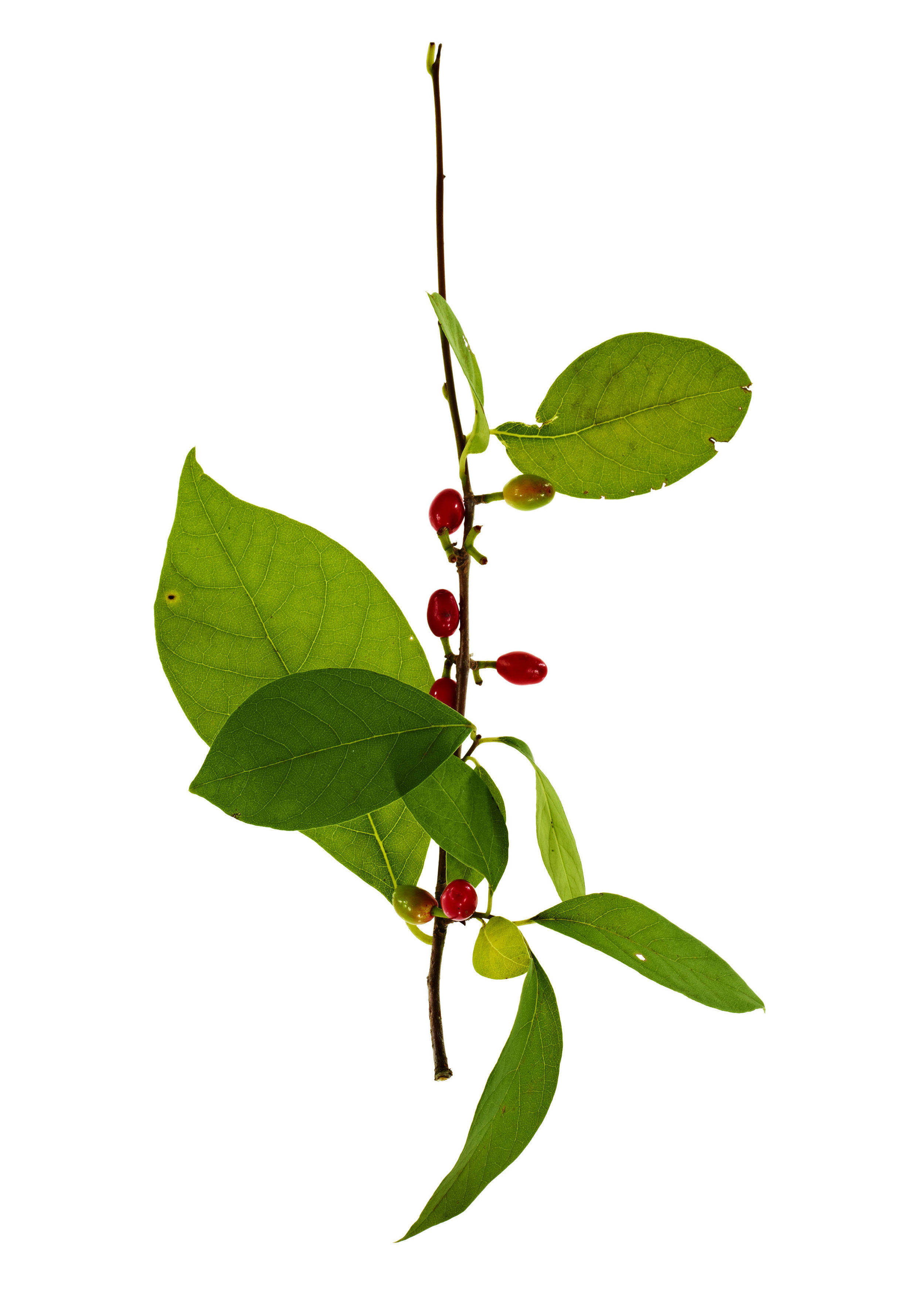 Meadows_SpiceBush0932_FIN_40x56.jpg
