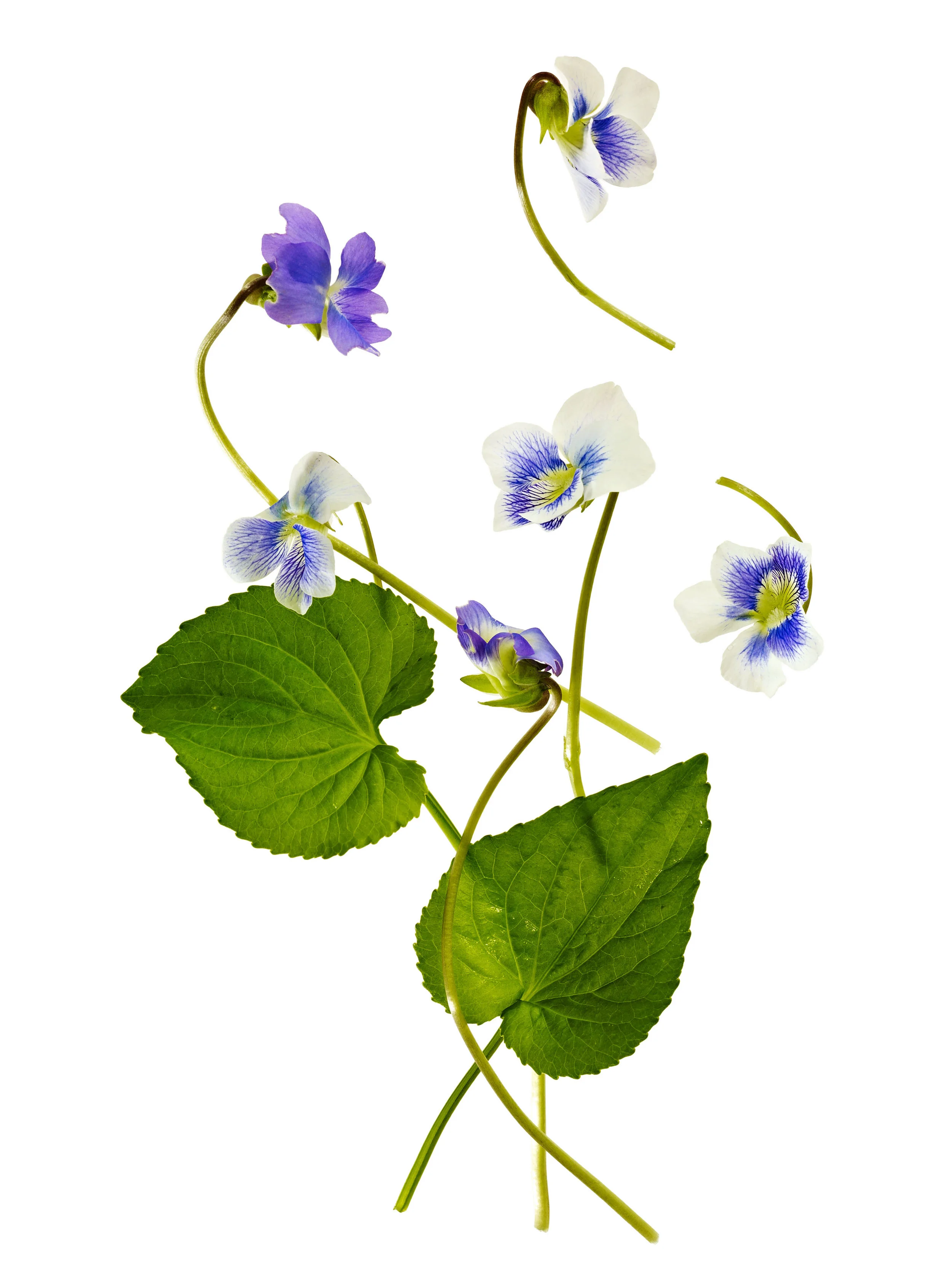 Meadows_Violet209_a_15x20.jpg