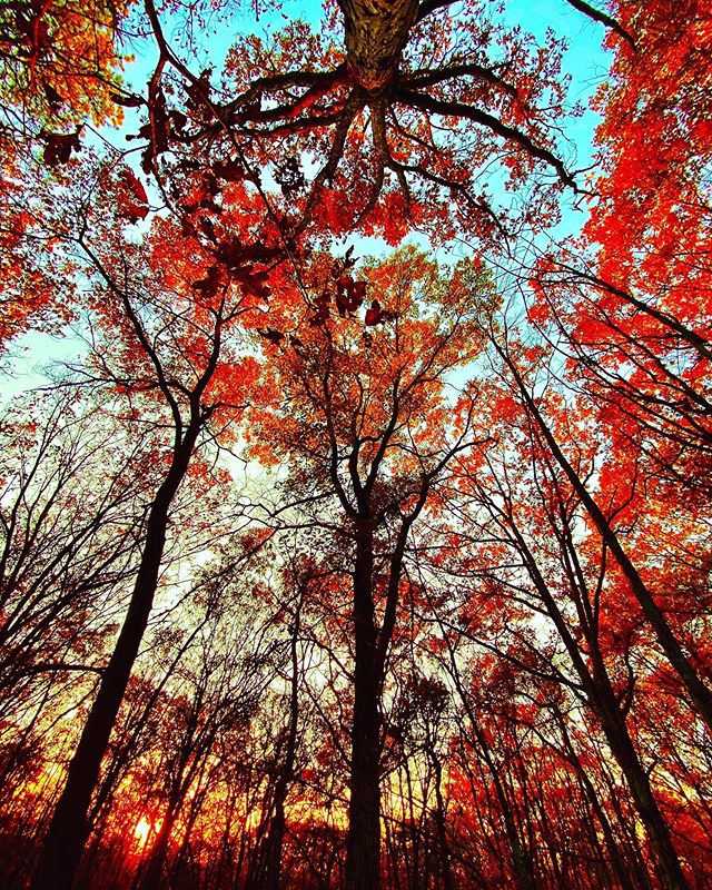 🍁🍂🍁#fall #trees #tasteinmotion 🤩