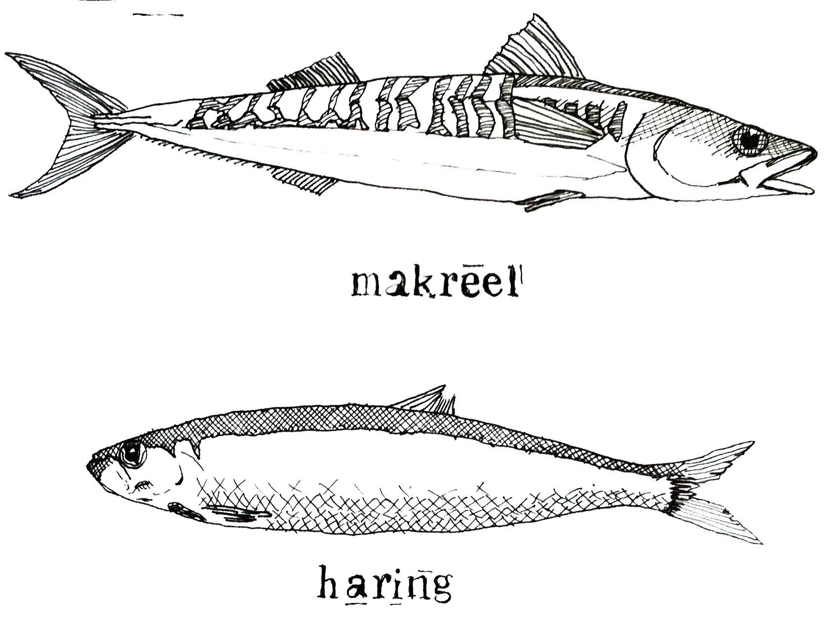 makhar.jpg