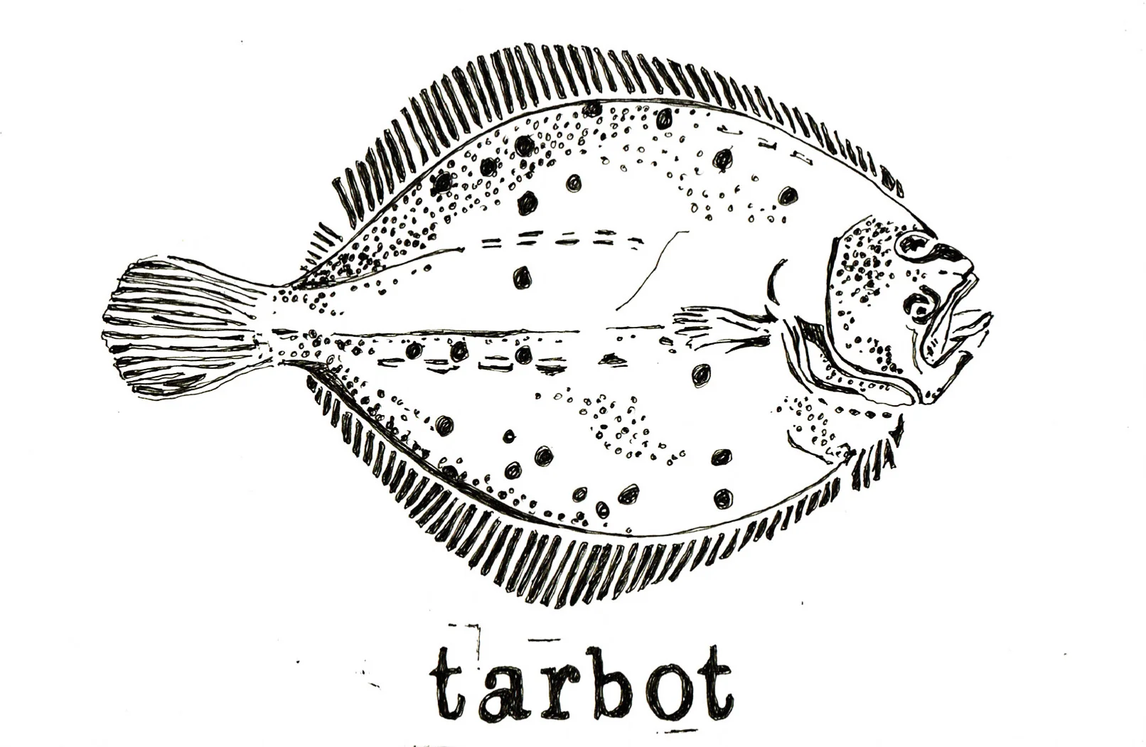 tarbot.jpg