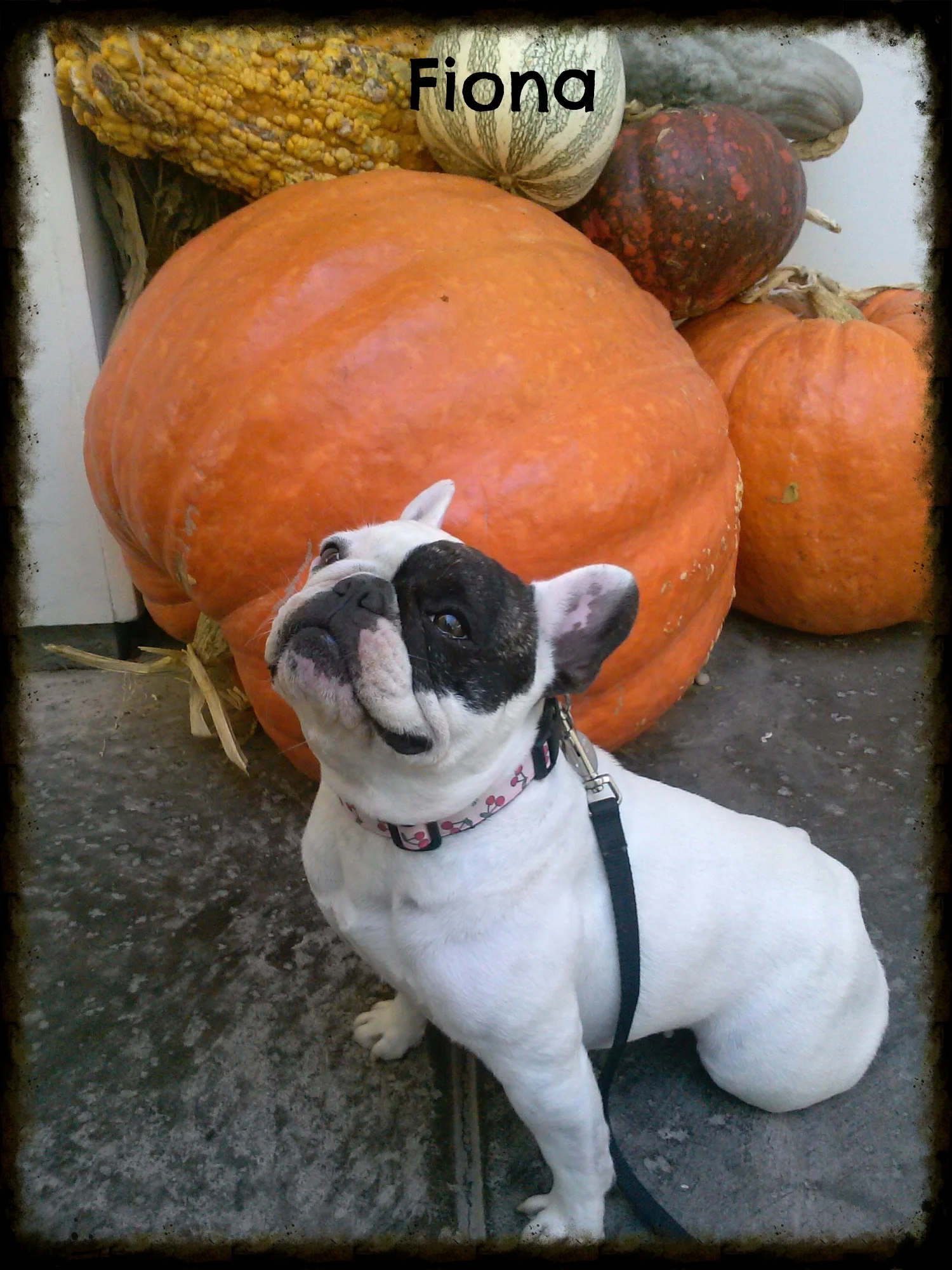 FionaPumpkin.jpg