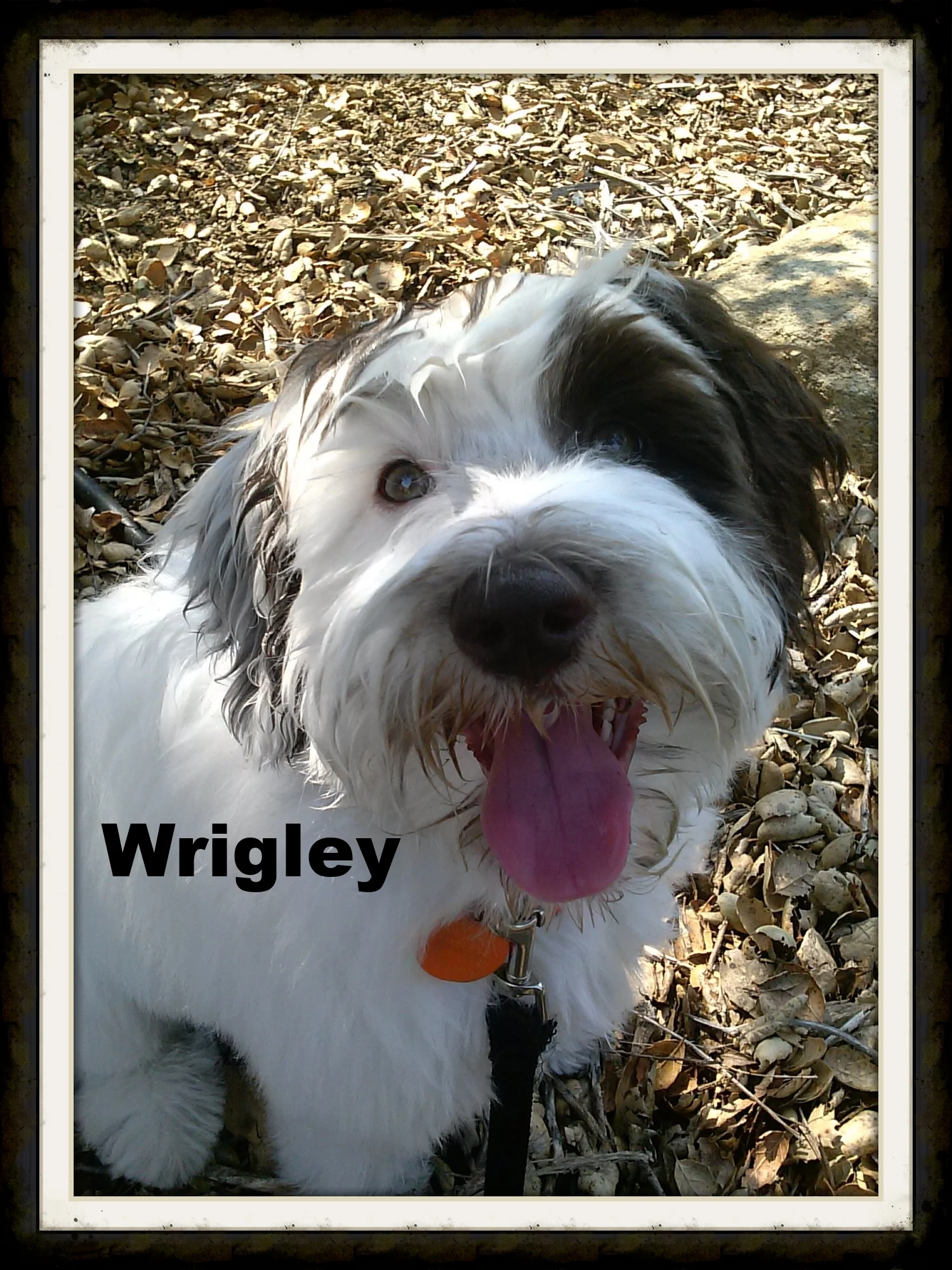 WrigleyWet.jpg