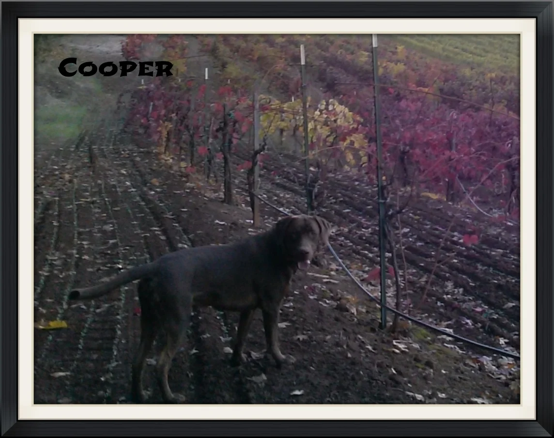 Cooper in his vinyard