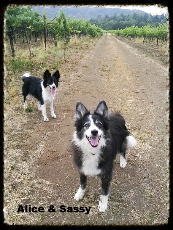 Alice & Sassy in the vinyard