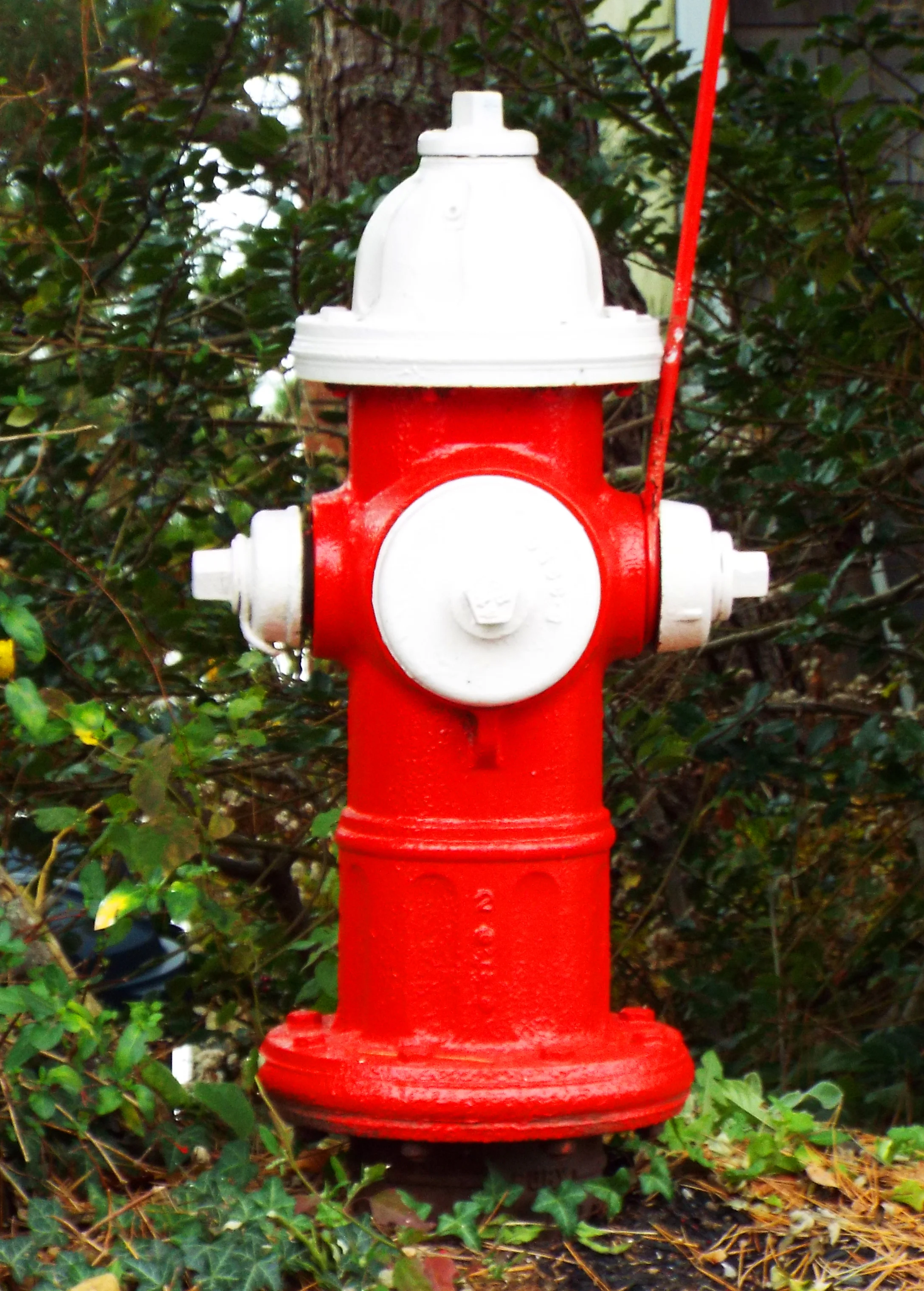 "Morning Stroll" leash