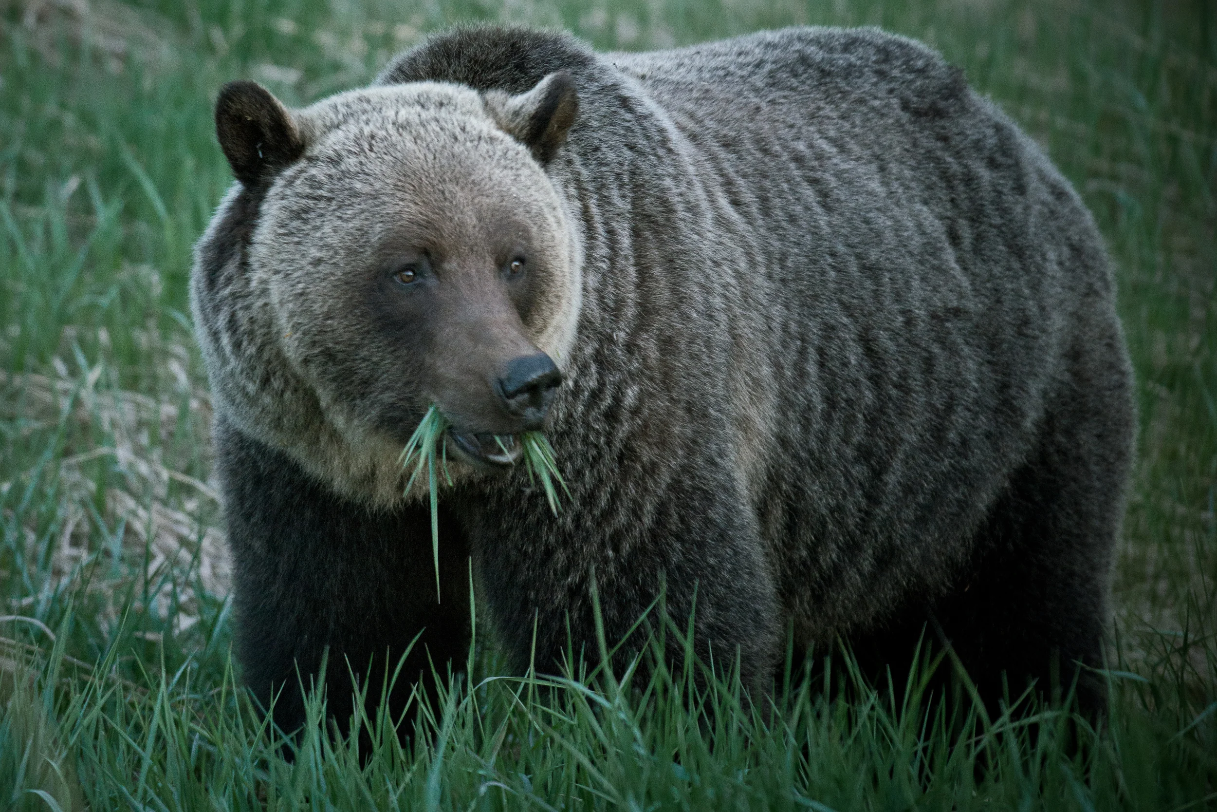 Photo courtesy of Jasper Tourism 