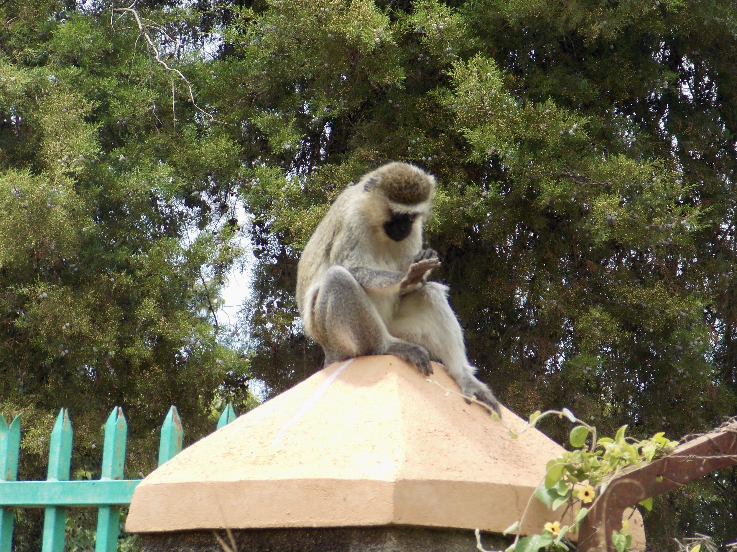 Karyn Anderson (2022) "Vervet monkey checking out their fingers, near Lake Nabugabo, Uganda"