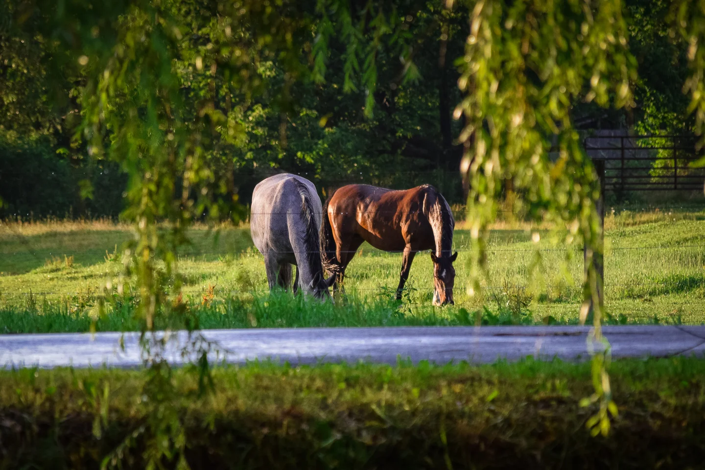 the mares