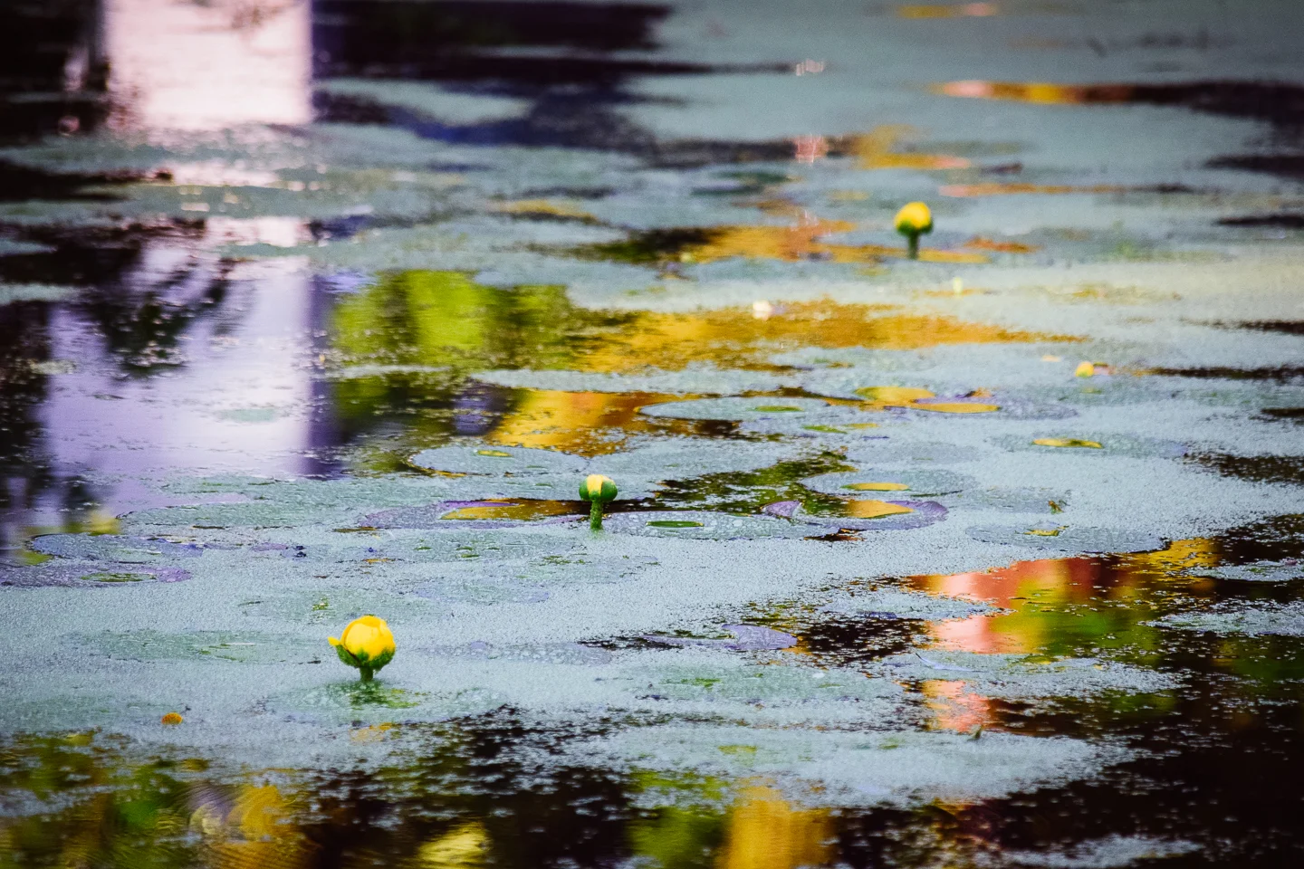 Lillies