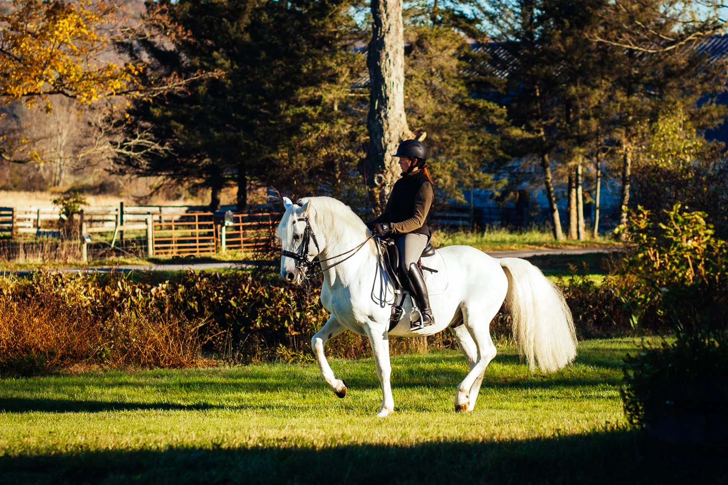 Maestoso Marina October 2017
