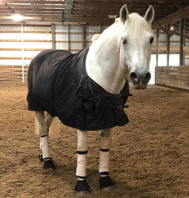 Maestoso Marina aka MM after a tough workout today! #MaestosoMarina #lipizzan #lipizzaner #lipizzanerstallions #lipizzanexperience