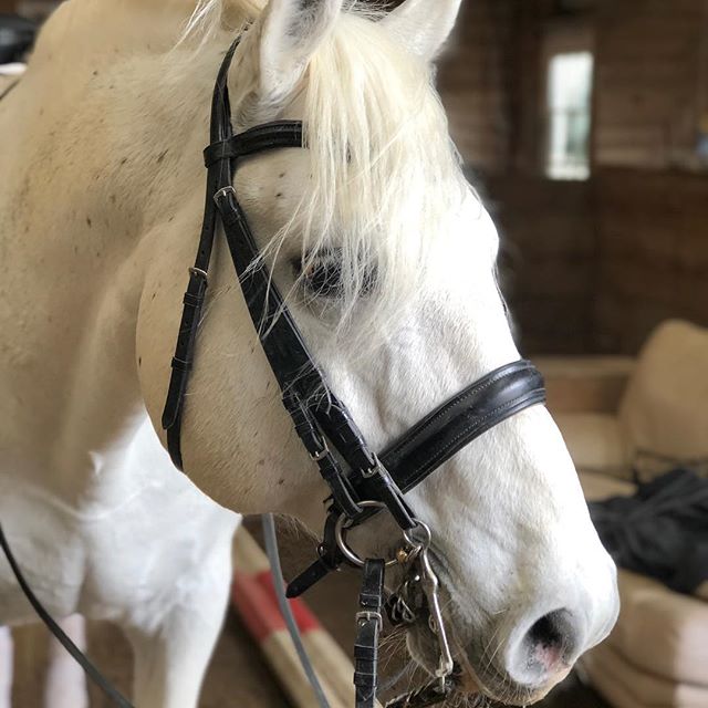 Maestoso Marina, upcoming FEI Lipizzan stallion 🤗