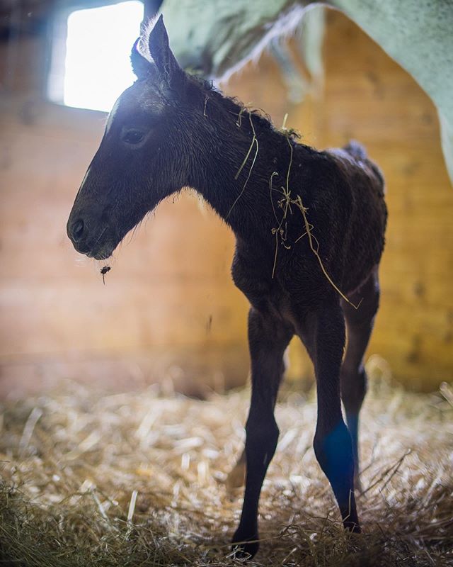 Welcome to the world, filly out of Alga-3 by Maestoso Marina. First filly for both mom and dad! #lipizzan #lipizzaner #lipizzanfoal #lipizzansofinstagram #lipizzanersofinstagram #lipizzanexperience 📸 @ponieswhee