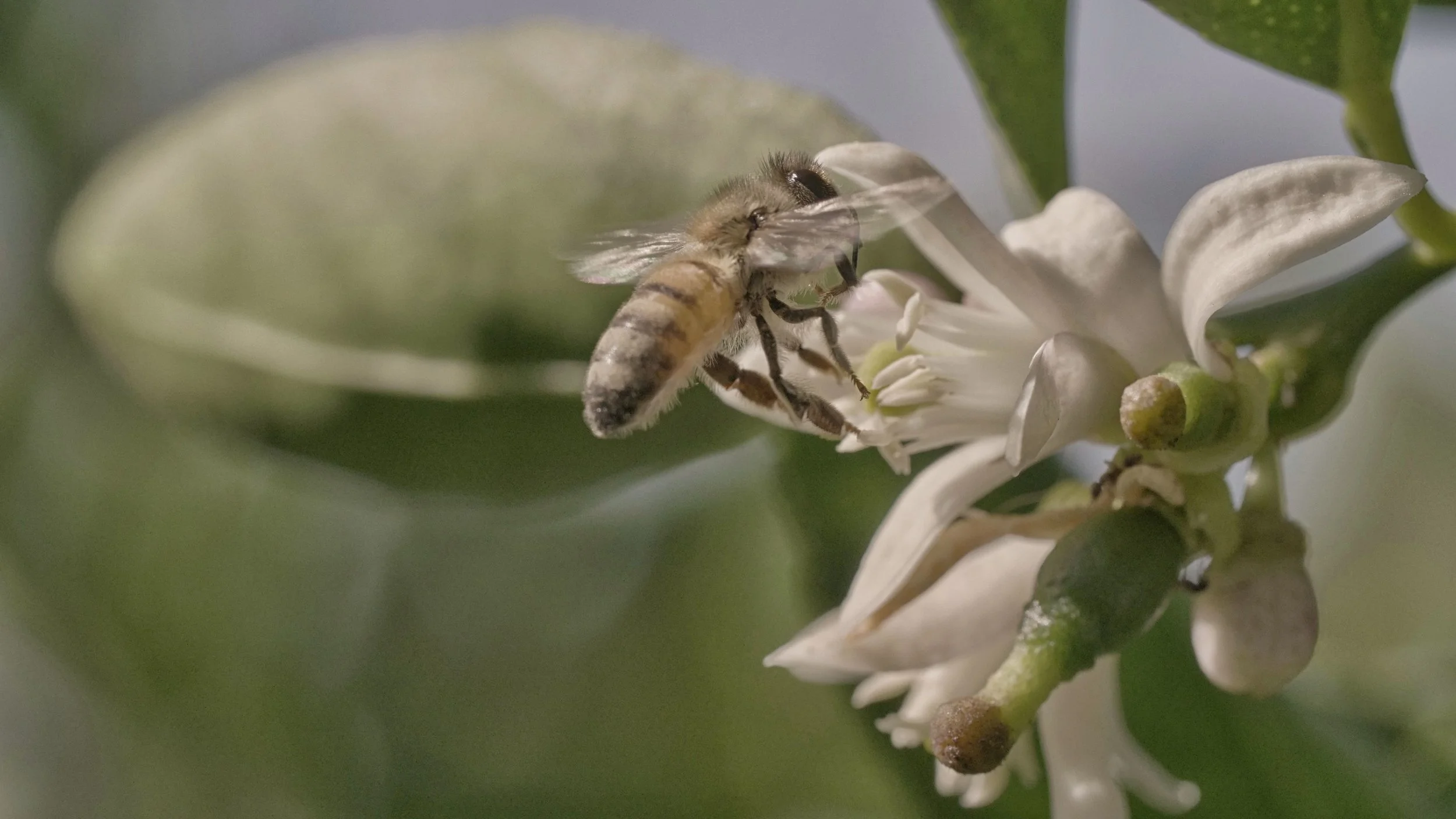 Macro Bee