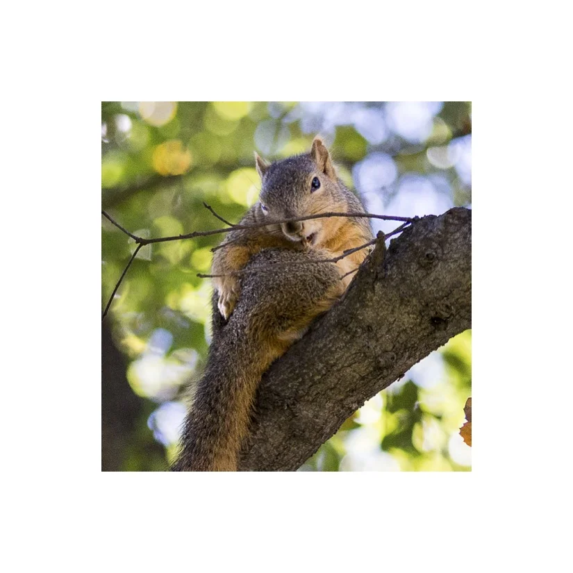 Squirrels13.jpg
