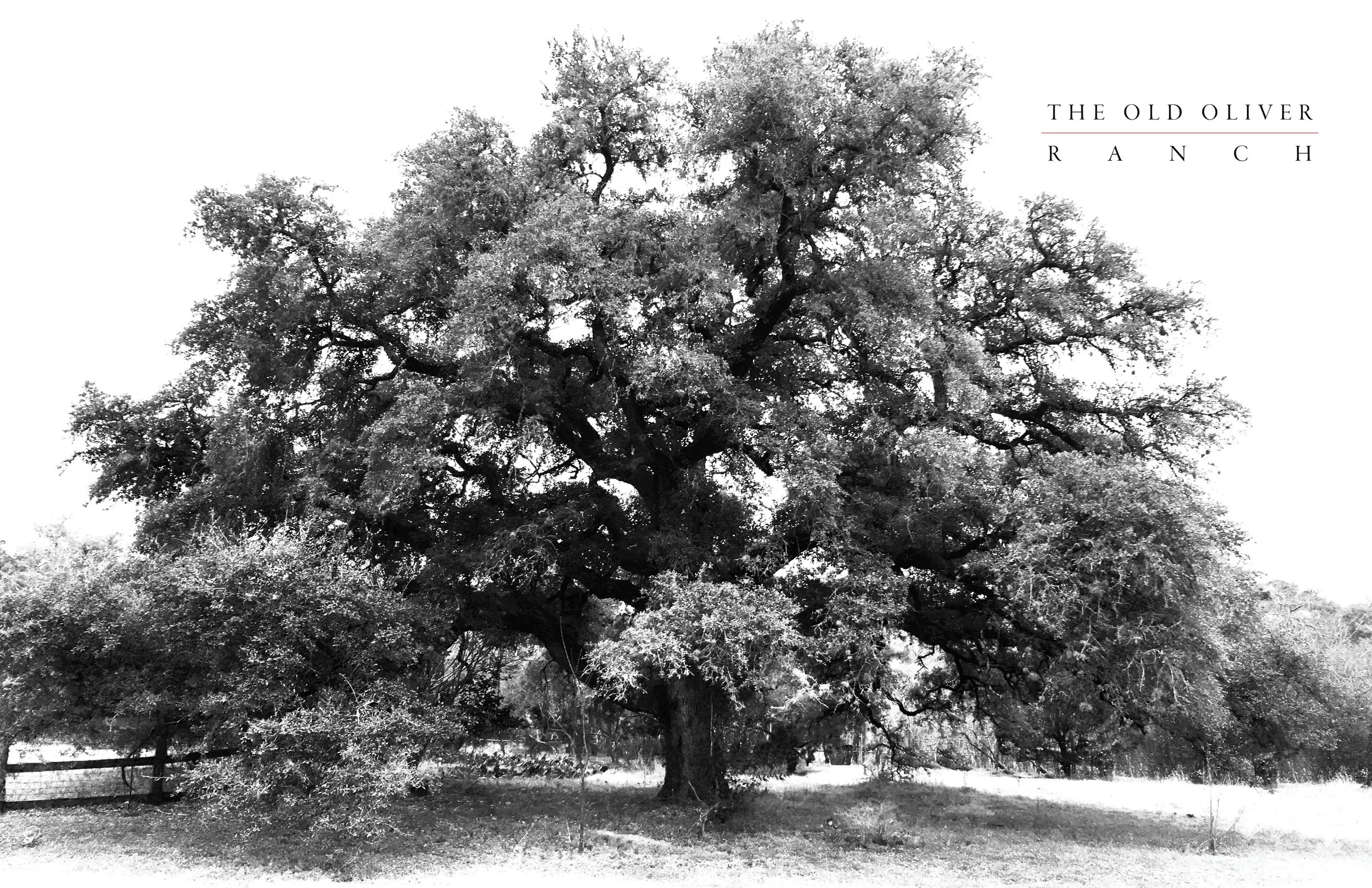 Old Oliver Ranch - 17X11.jpg