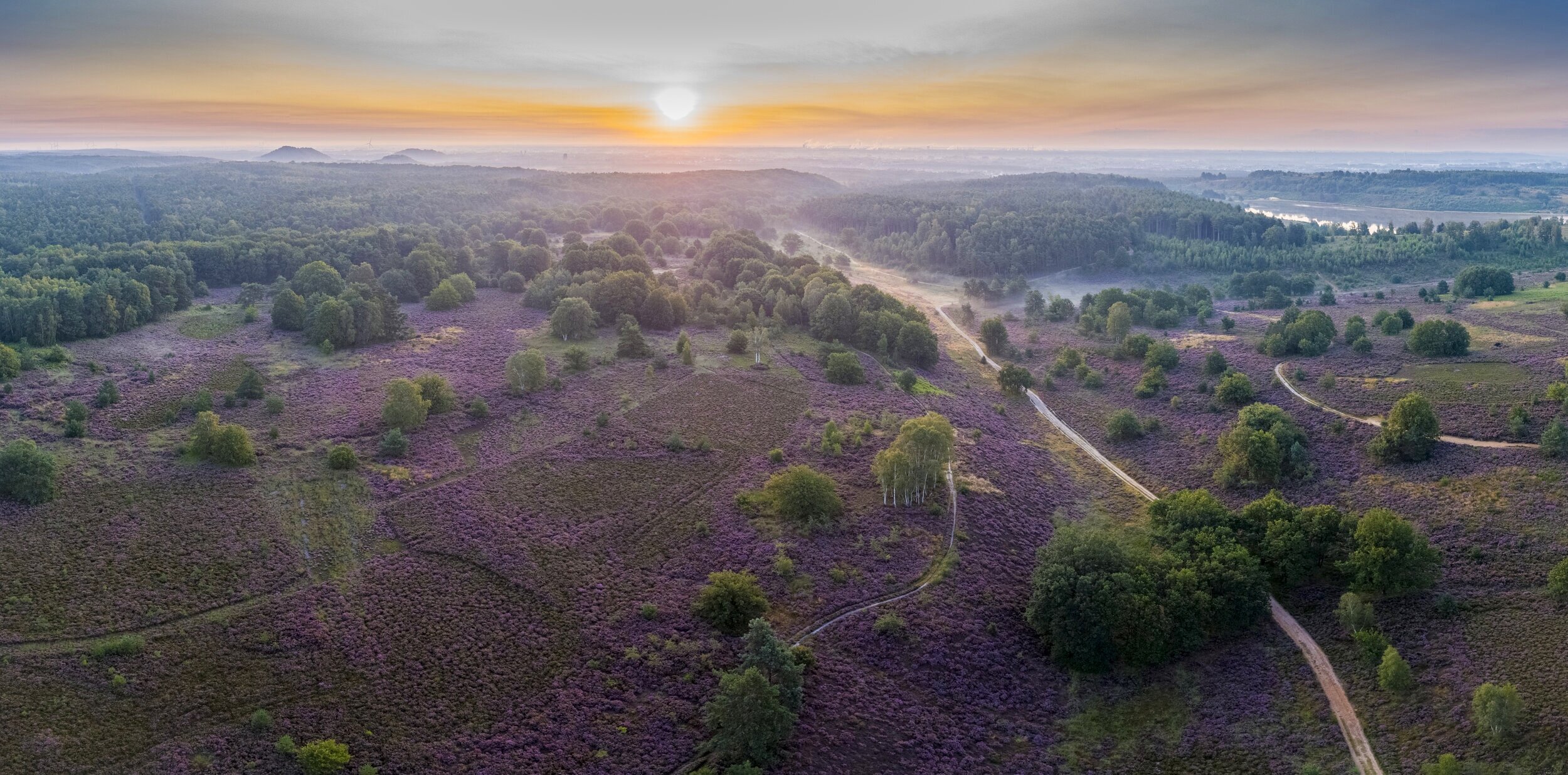 Heide in bloei in het Nationaal Park