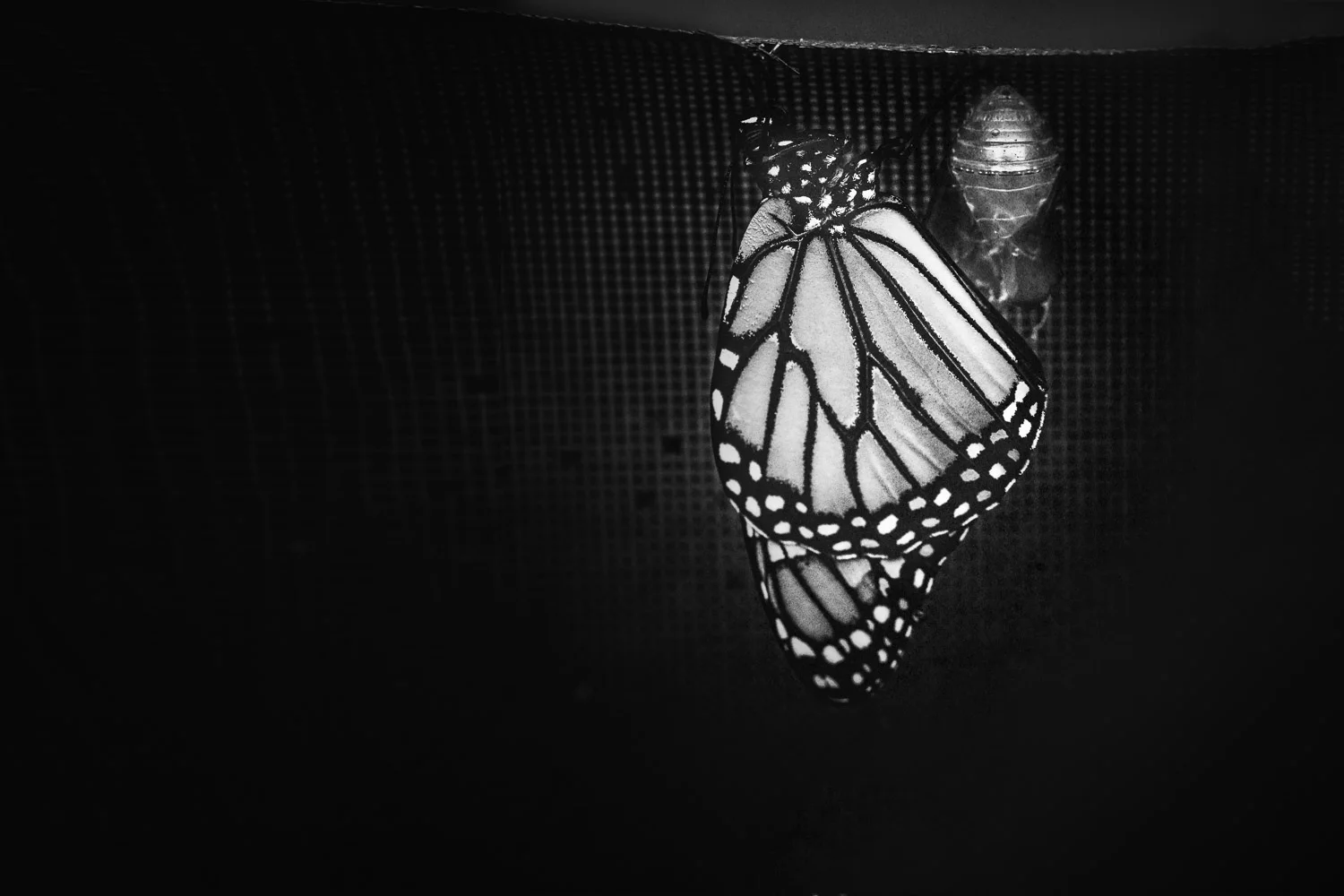 IMG_6901-Edit.jpg