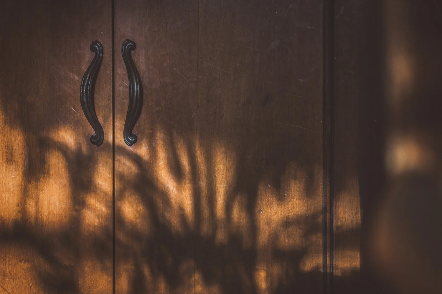 Shooting Dappled Light (1 of 1).jpg