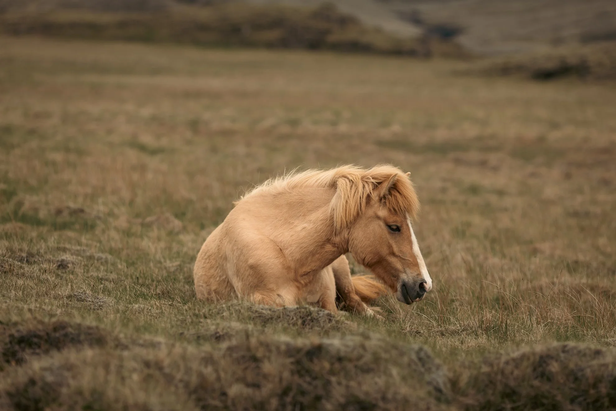 2026 Iceland -38.jpg