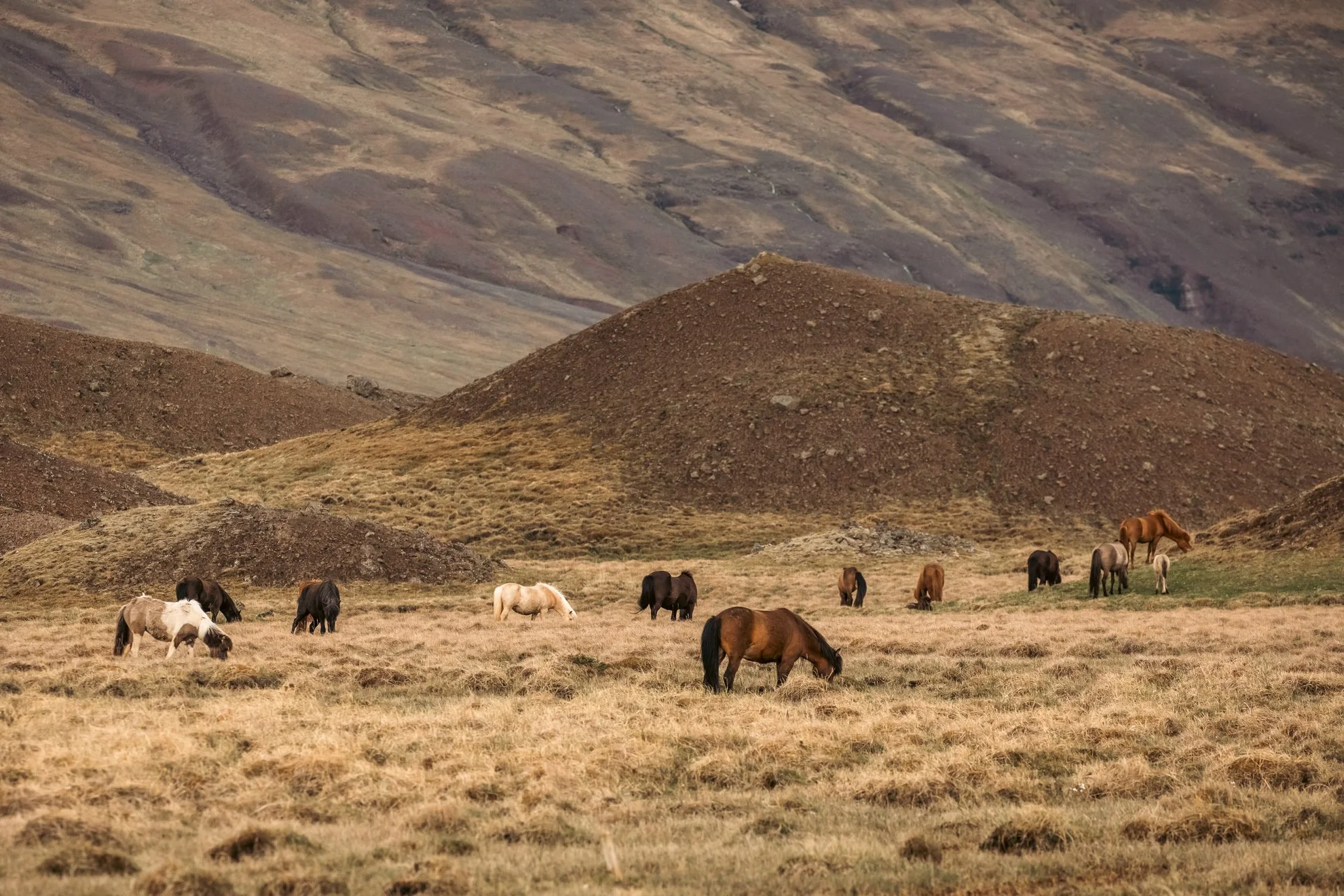 2026 Iceland -43.jpg