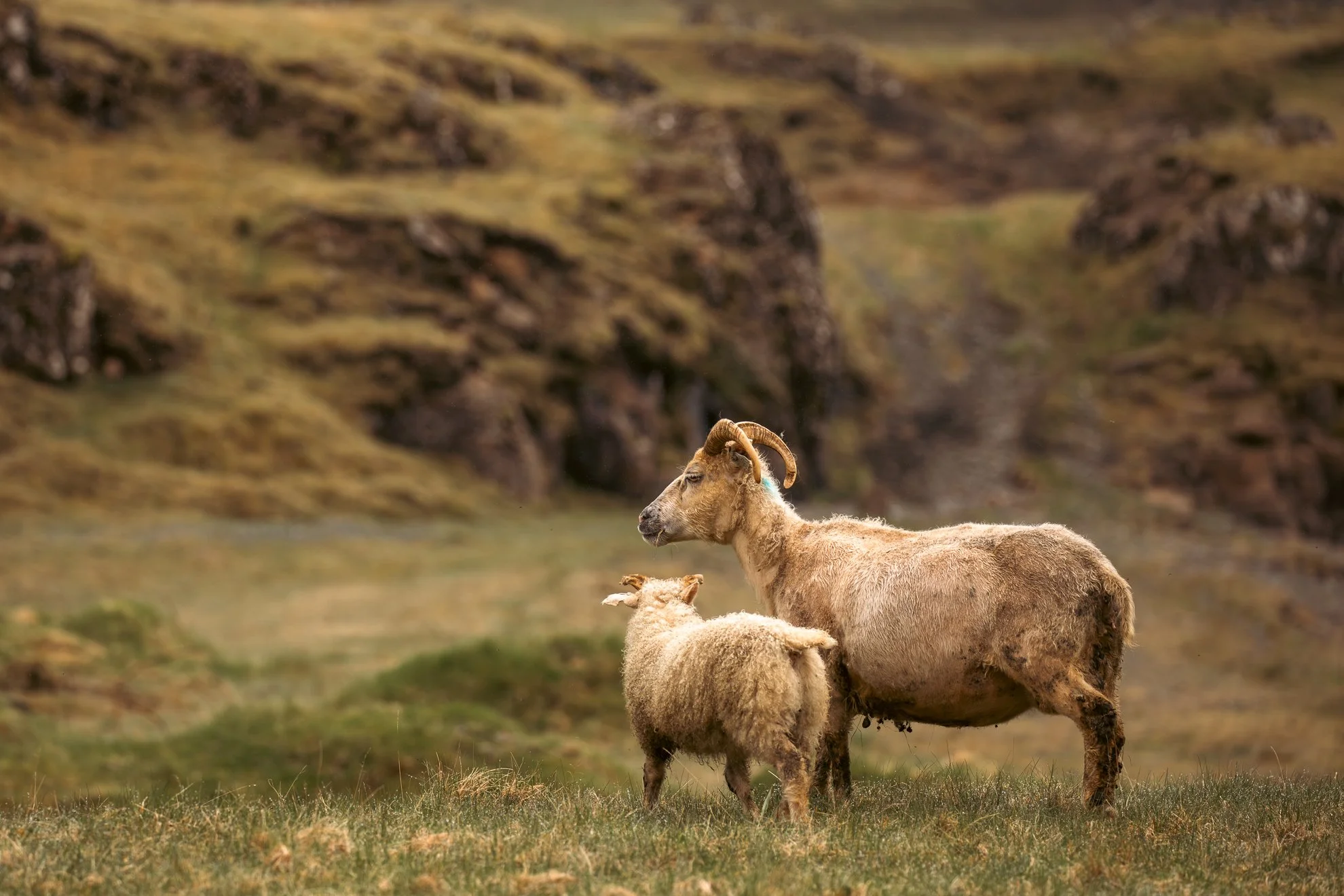 2026 Iceland -64.jpg