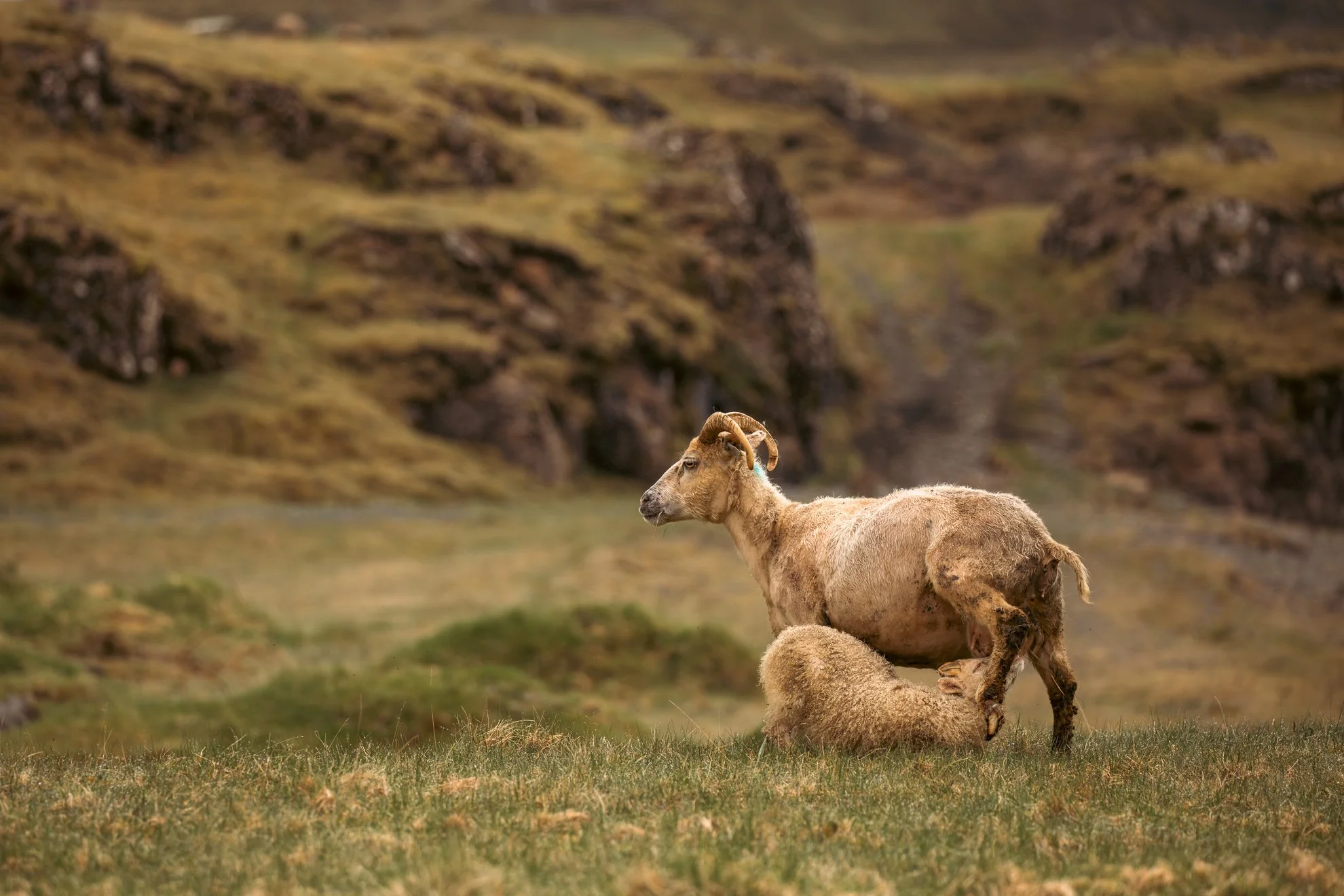 2026 Iceland -65.jpg