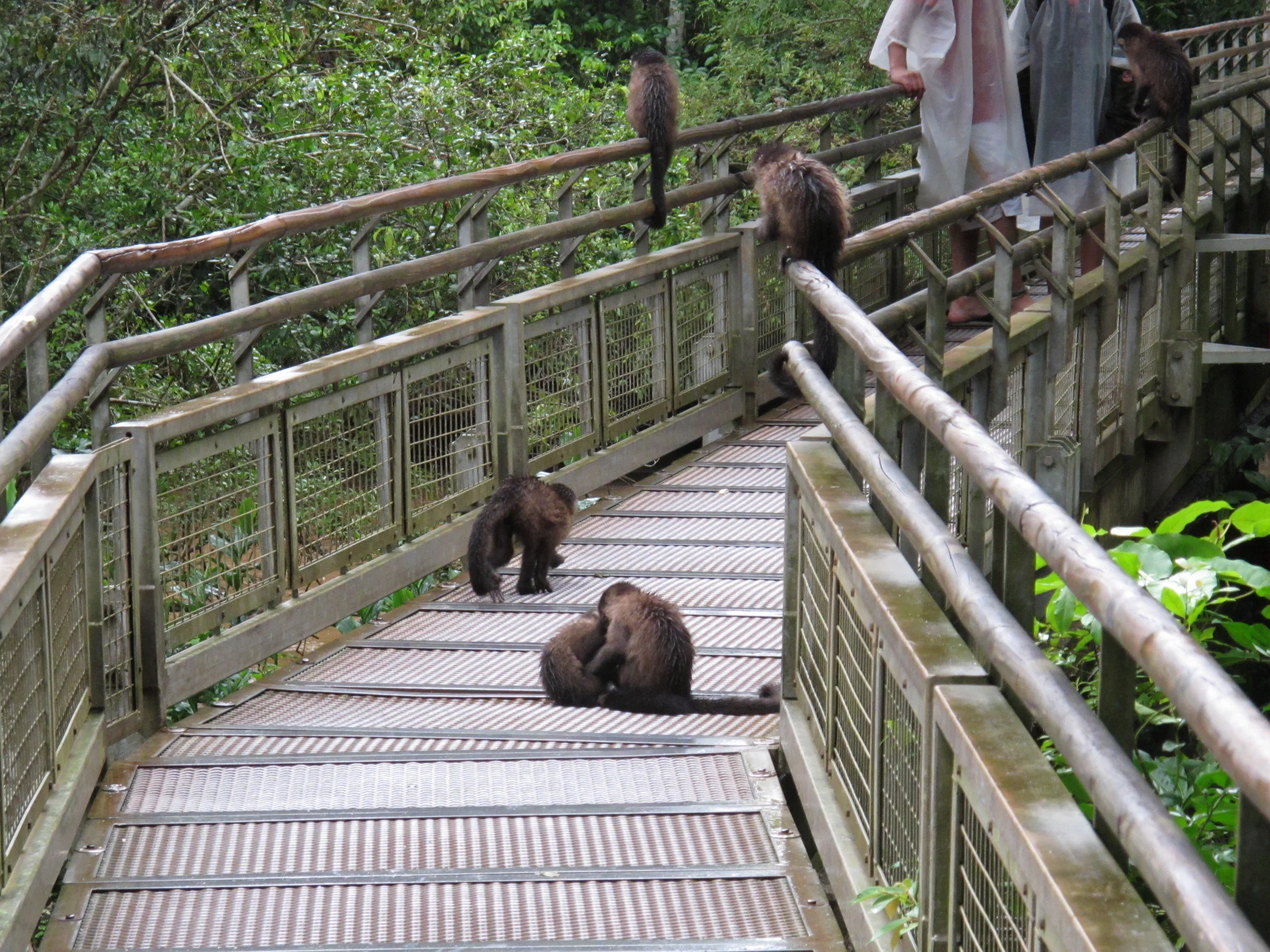 Hey hey, we're the monos!