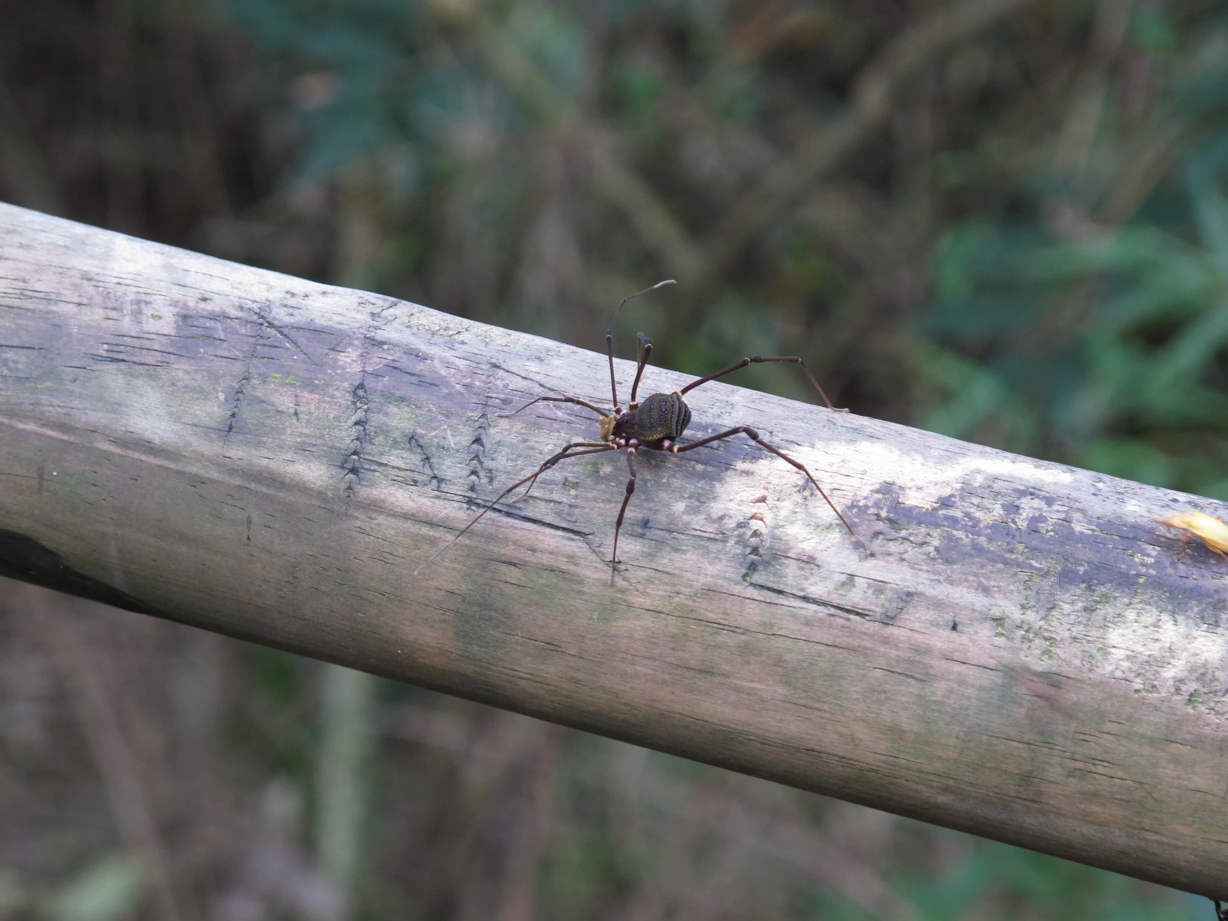 Damn jungle, you scary