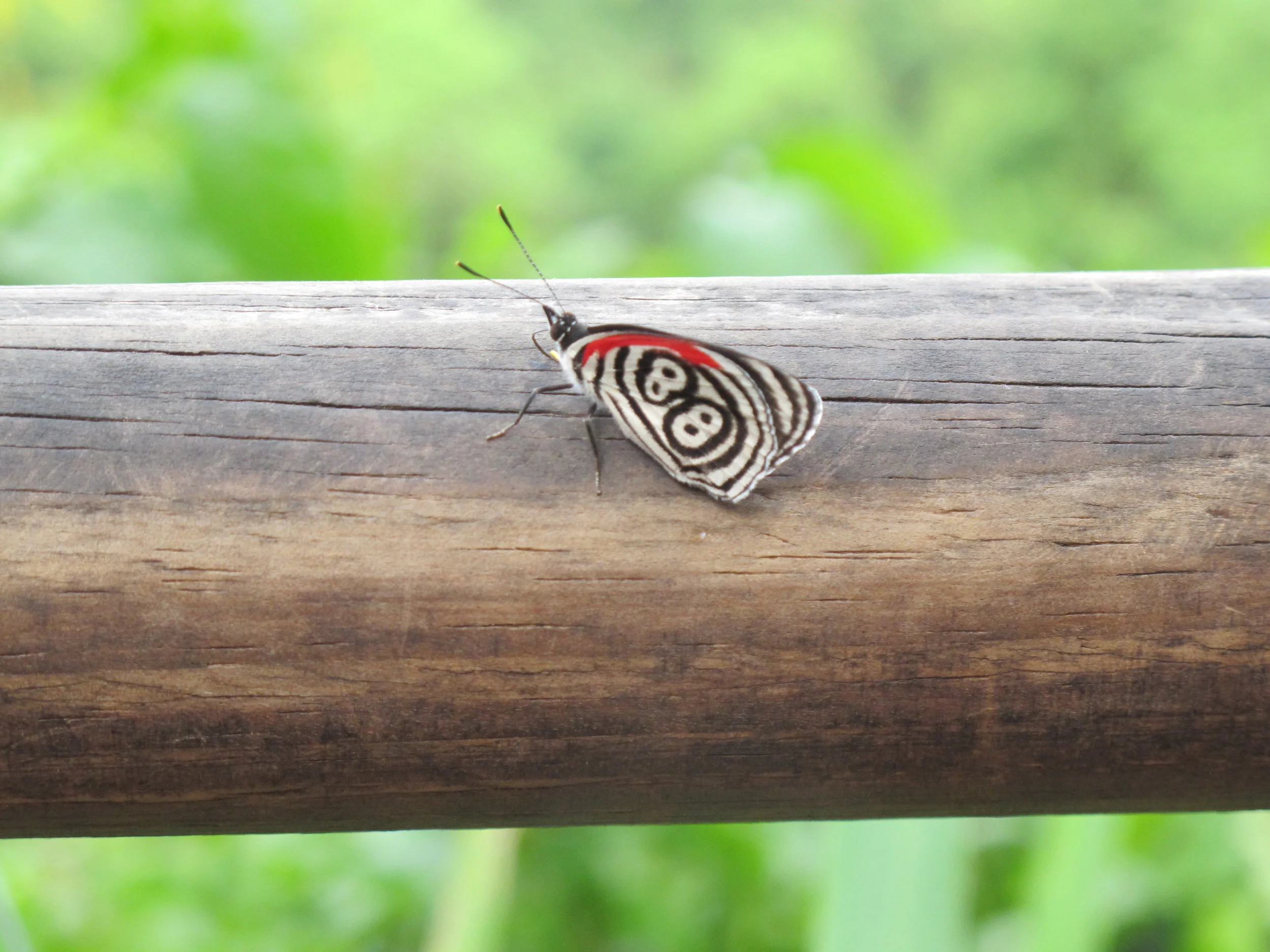 One of the many types of butterfly