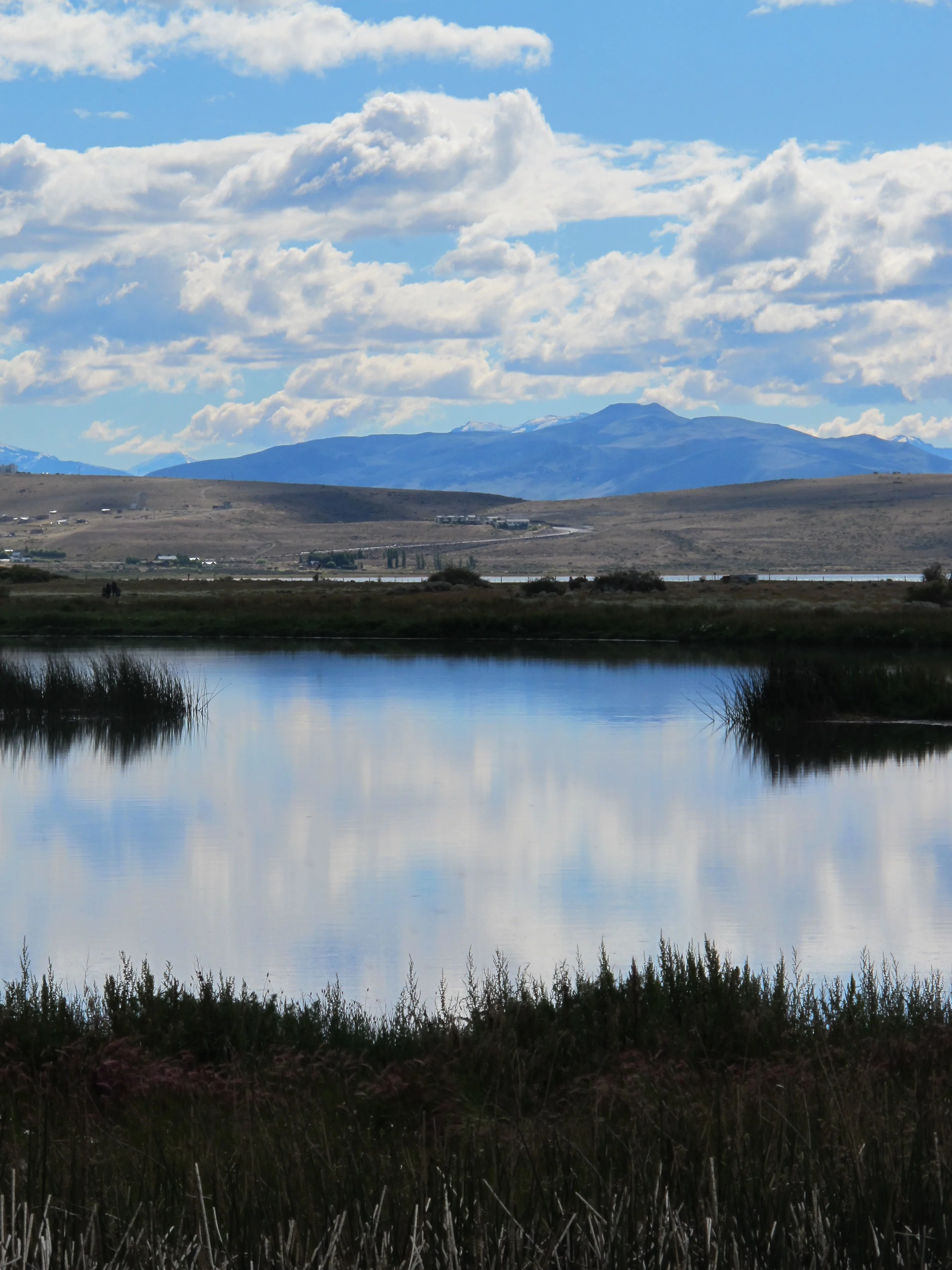 Calafate-IMG_3807.JPG