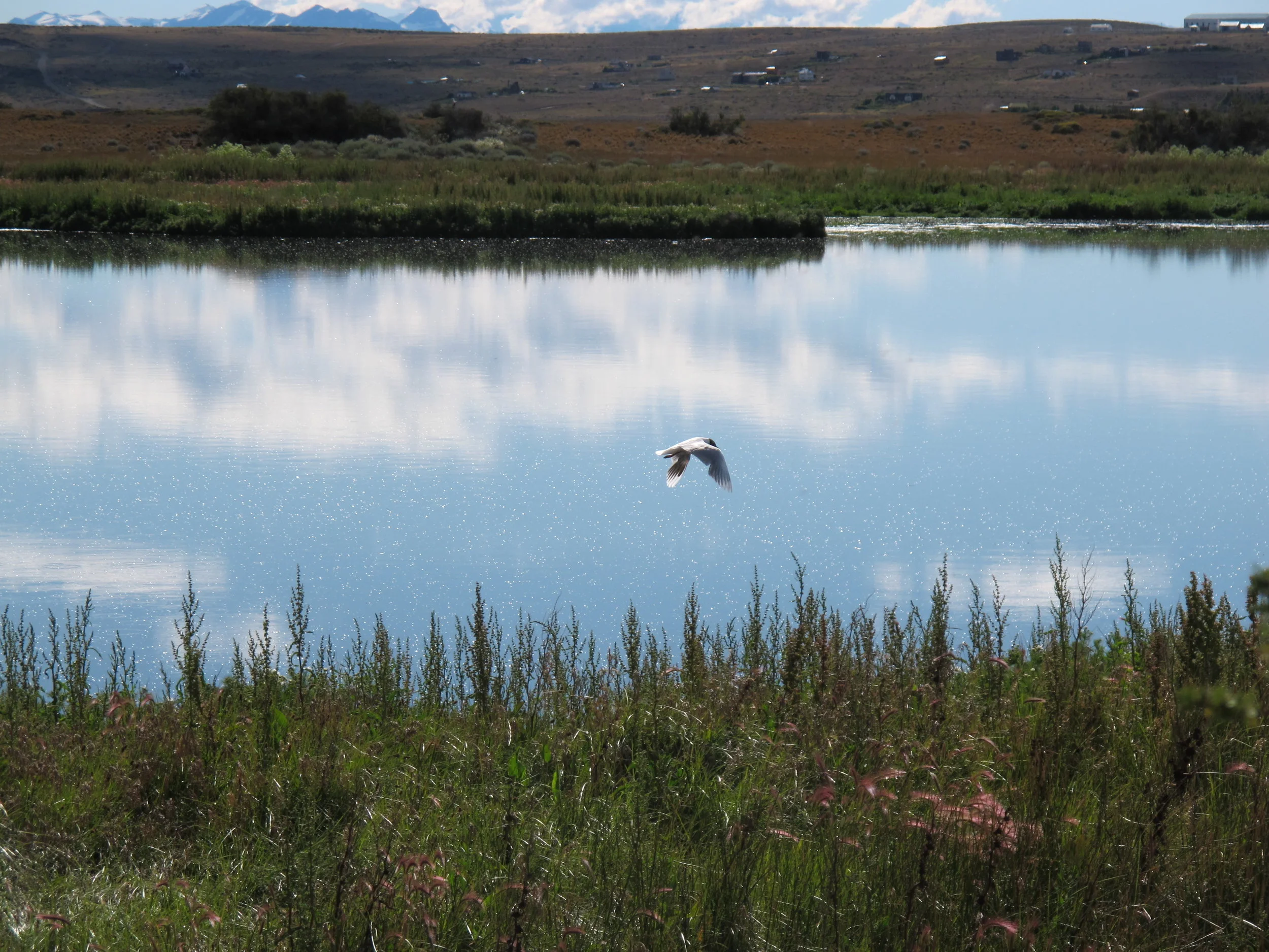 Calafate-IMG_3816.JPG