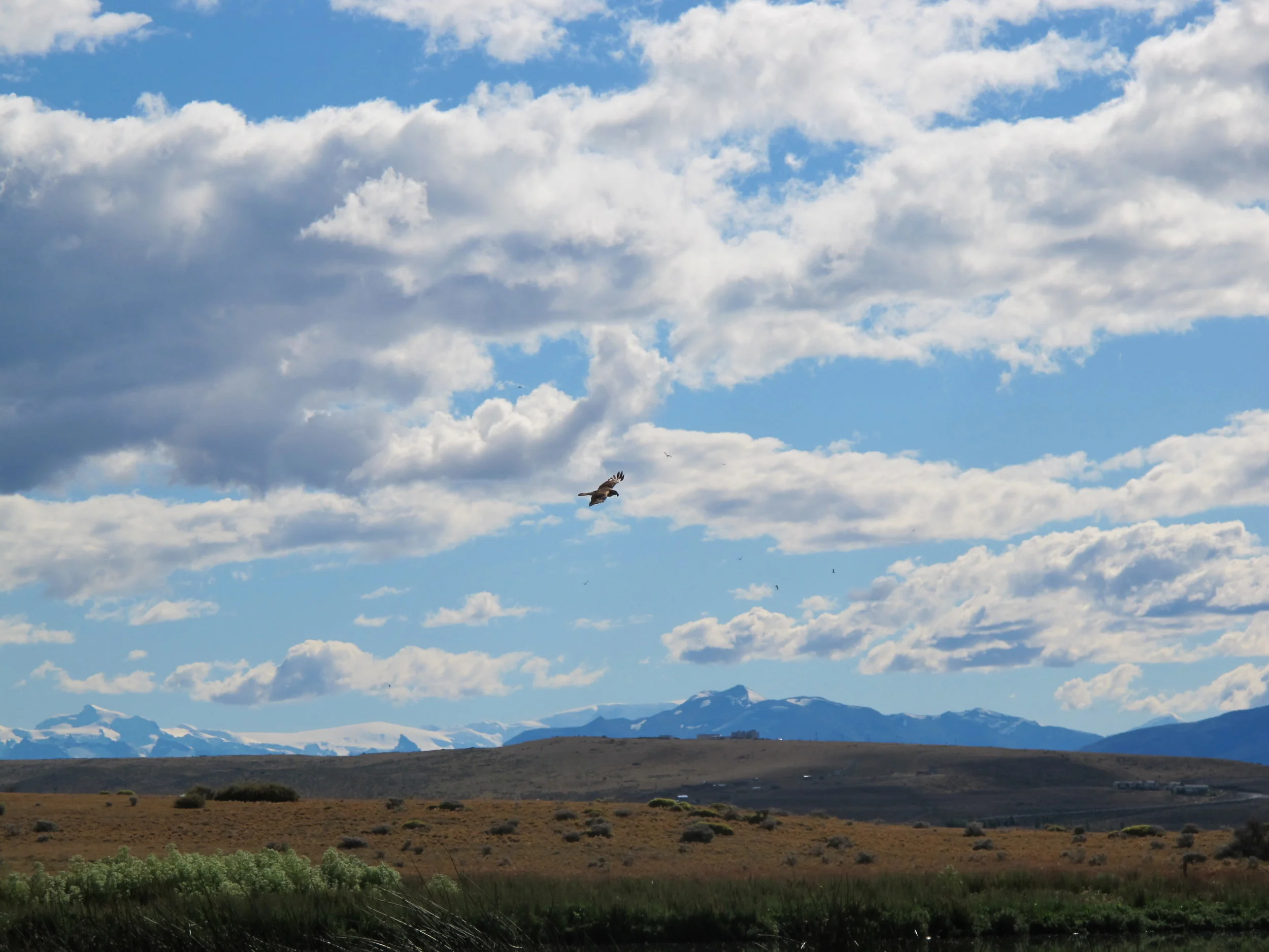 Calafate-IMG_3824.JPG