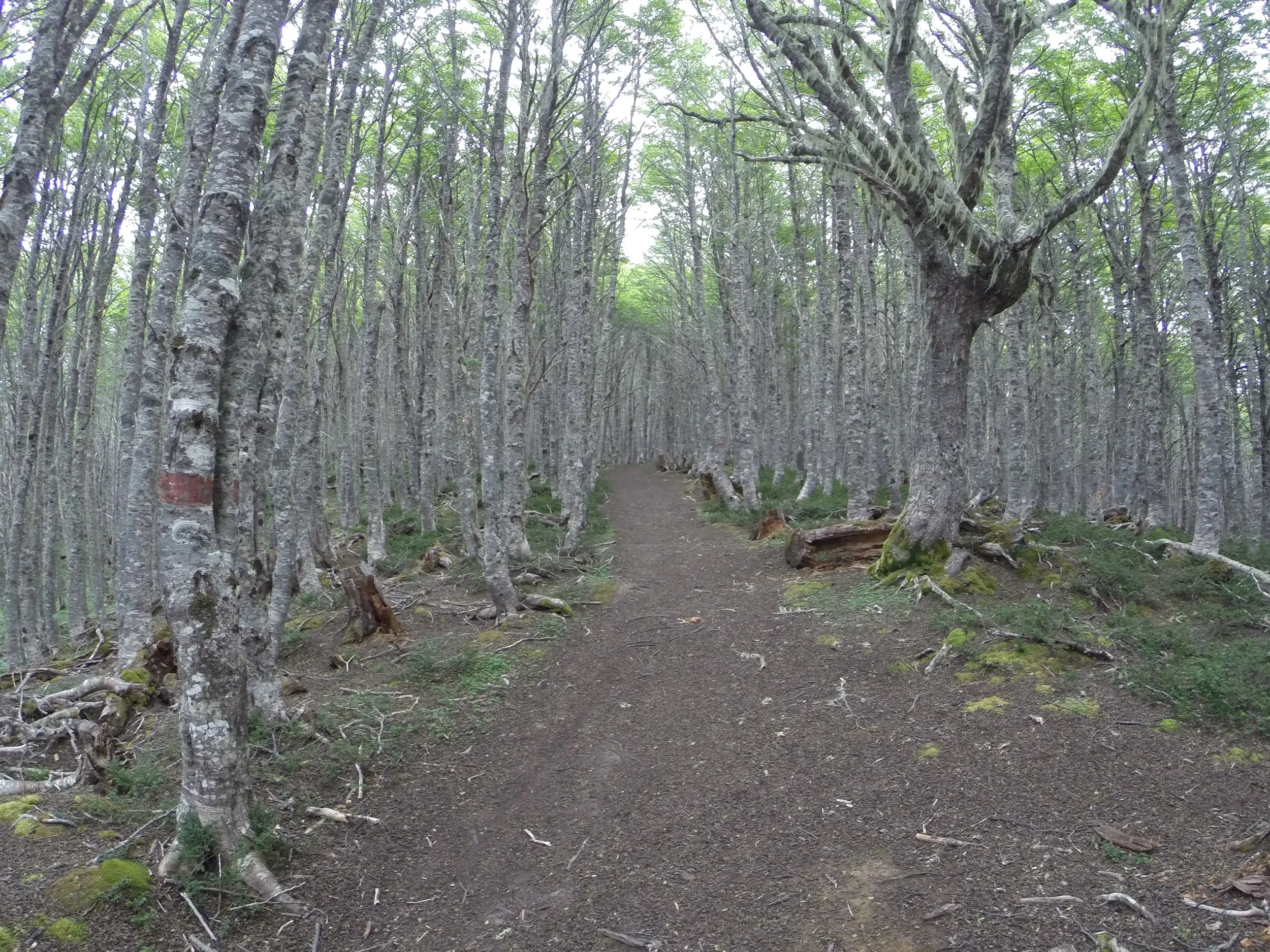 ReservaMagallanes-GOPR2287.JPG