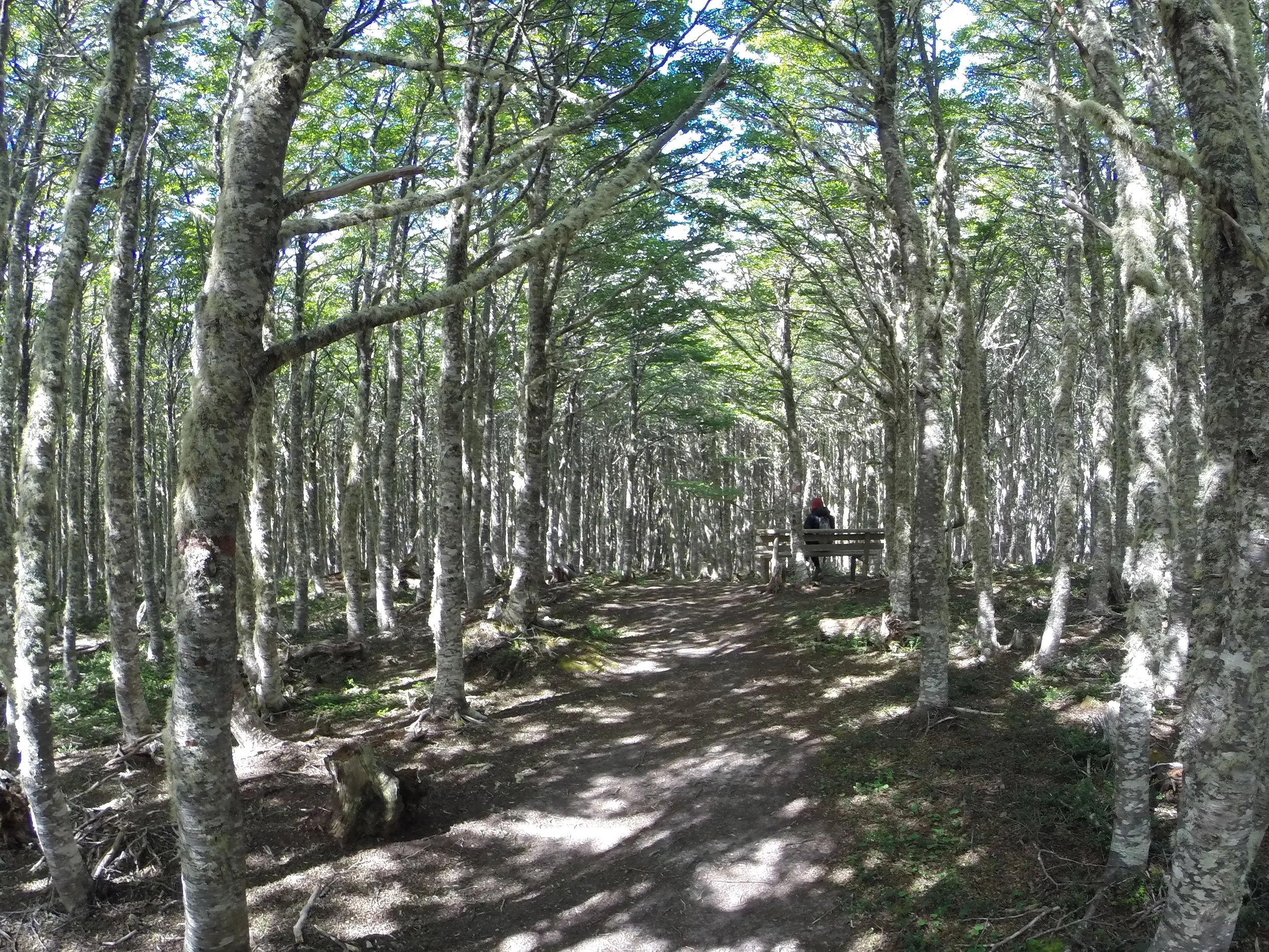 ReservaMagallanes-GOPR2345.JPG
