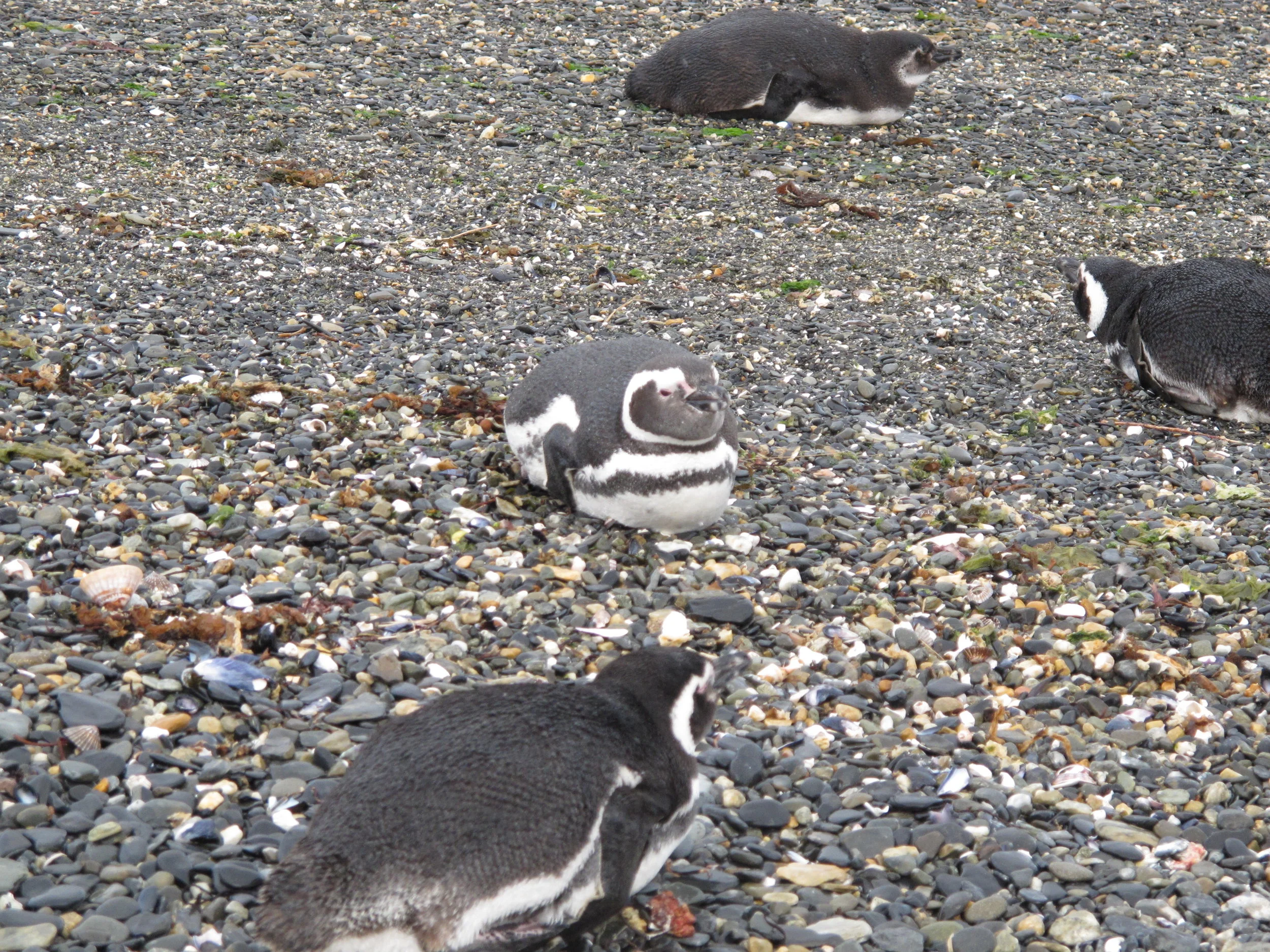 IslaMartillo-IMG_2974.JPG