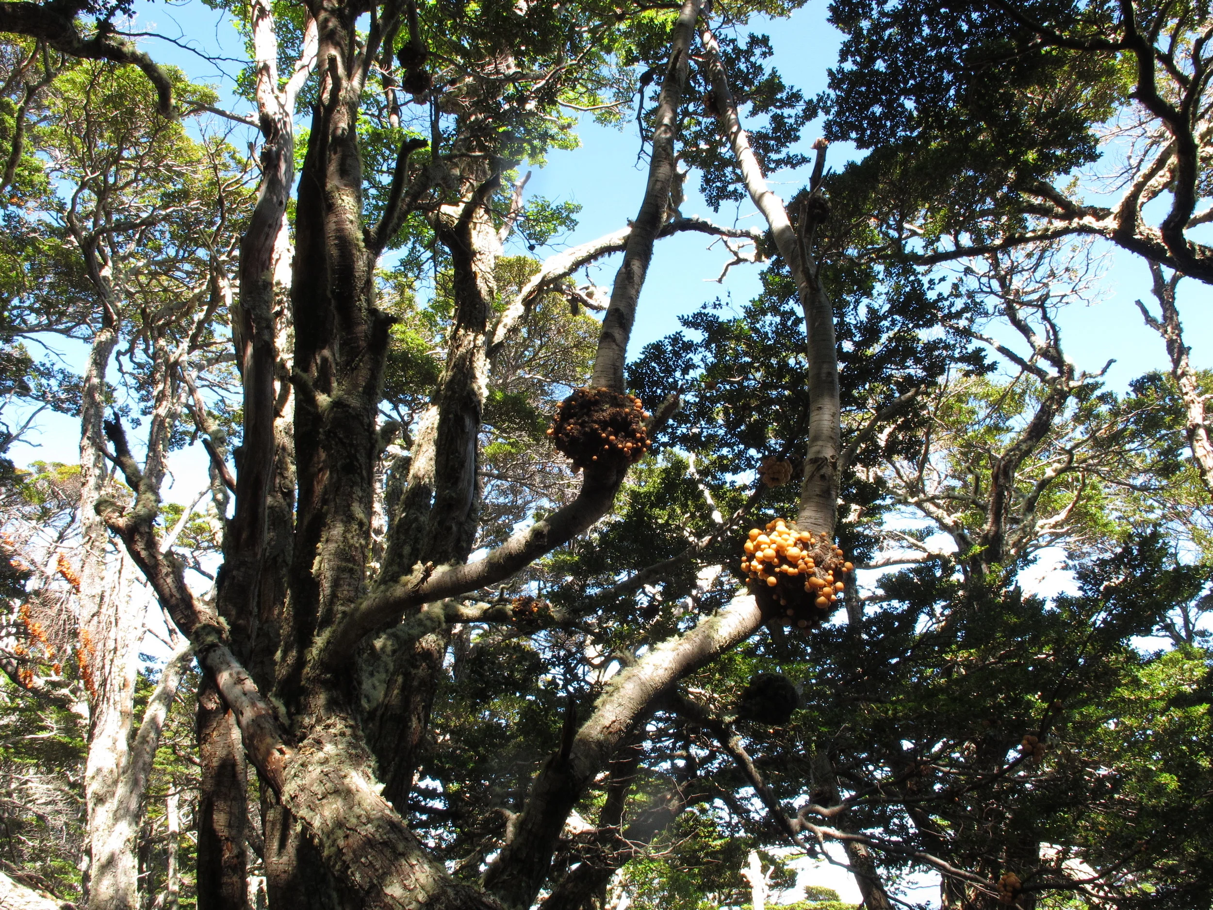 TierraDelFuego-IMG_3122.JPG