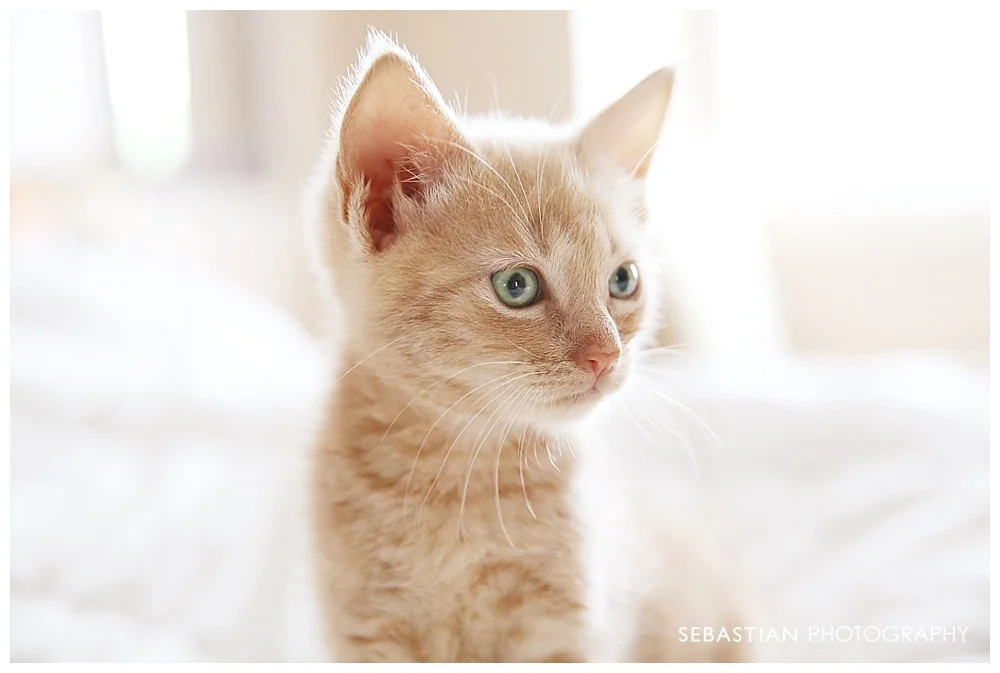 Sebastian_Photography_Pet_Pictures_Cat_Kitten_GreenEyes.jpg
