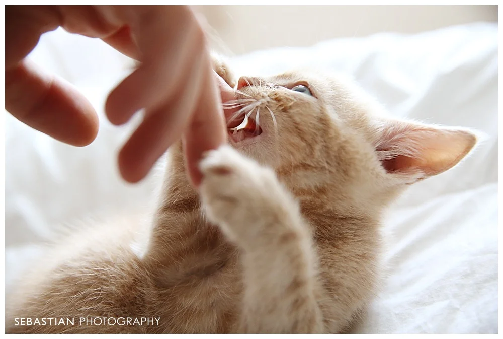 Sebastian_Photography_Pet_Pictures_Cat_Kitten_GreenEyes.jpg