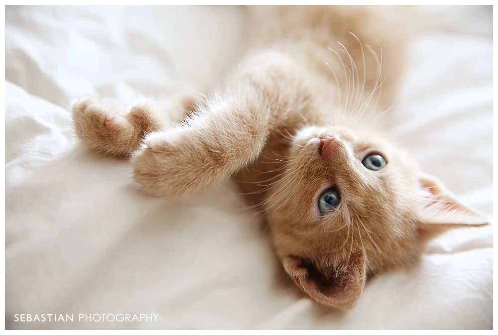 Sebastian_Photography_Pet_Pictures_Cat_Kitten_GreenEyes.jpg