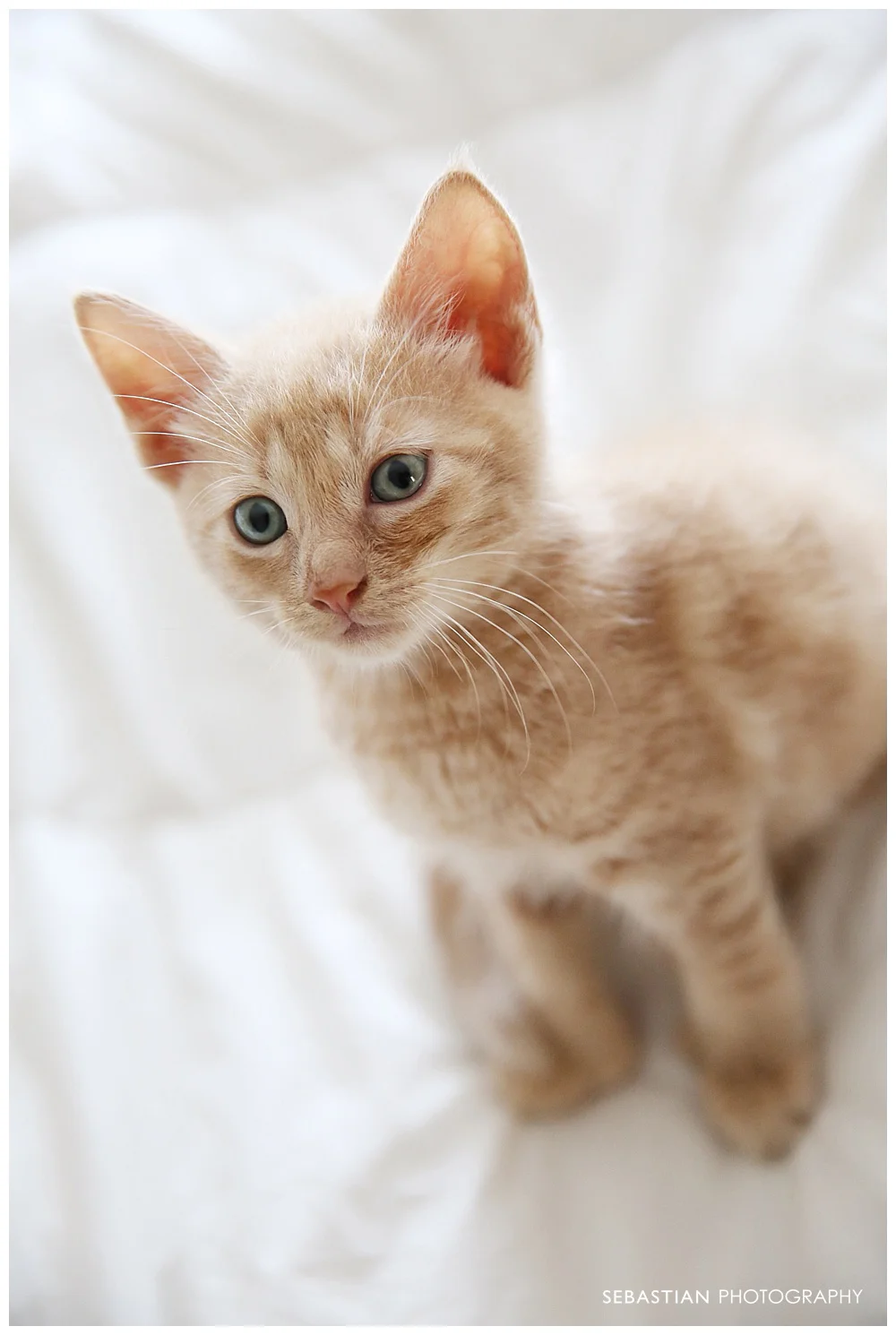 Sebastian_Photography_Pet_Pictures_Cat_Kitten_GreenEyes.jpg