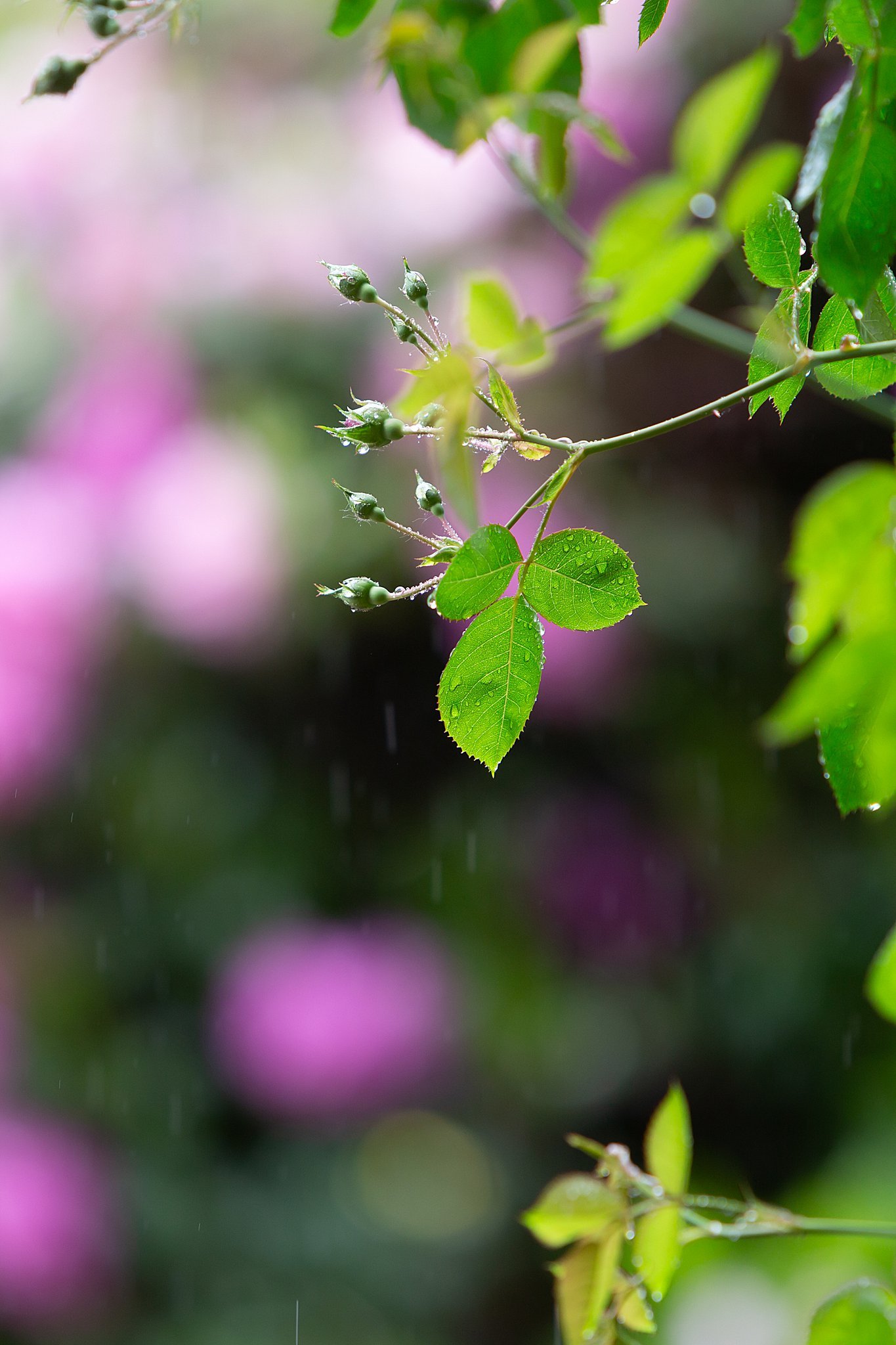 Sebastian Photography_Marando Langerman__5189.jpg