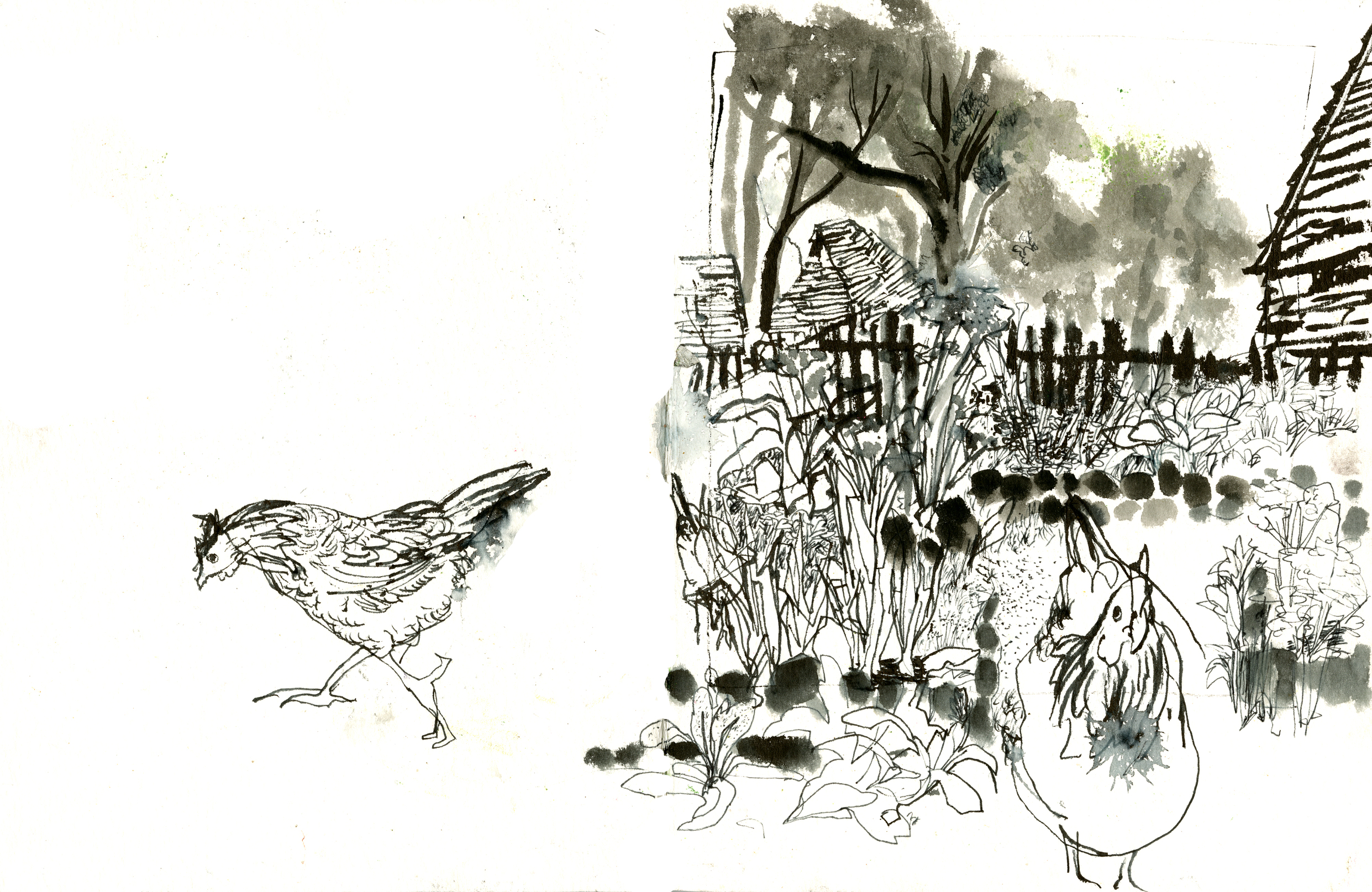 A Pilgrim garden, and a couple of Pilgrim chickens!