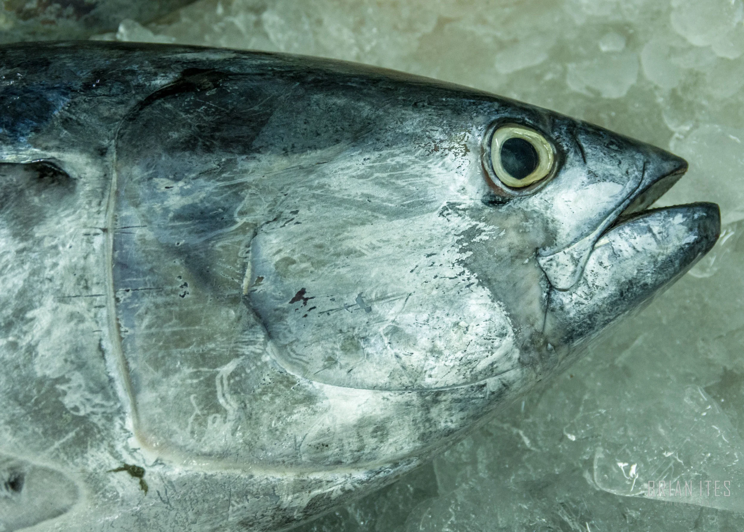 Abu Dhabi Fish Market