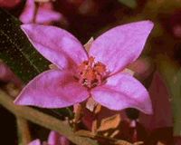 boronia.gif