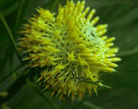 isopogon.gif