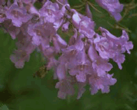 jacaranda.gif