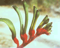 kangaroopaw.gif