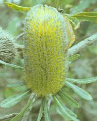oldmanbanksia.gif